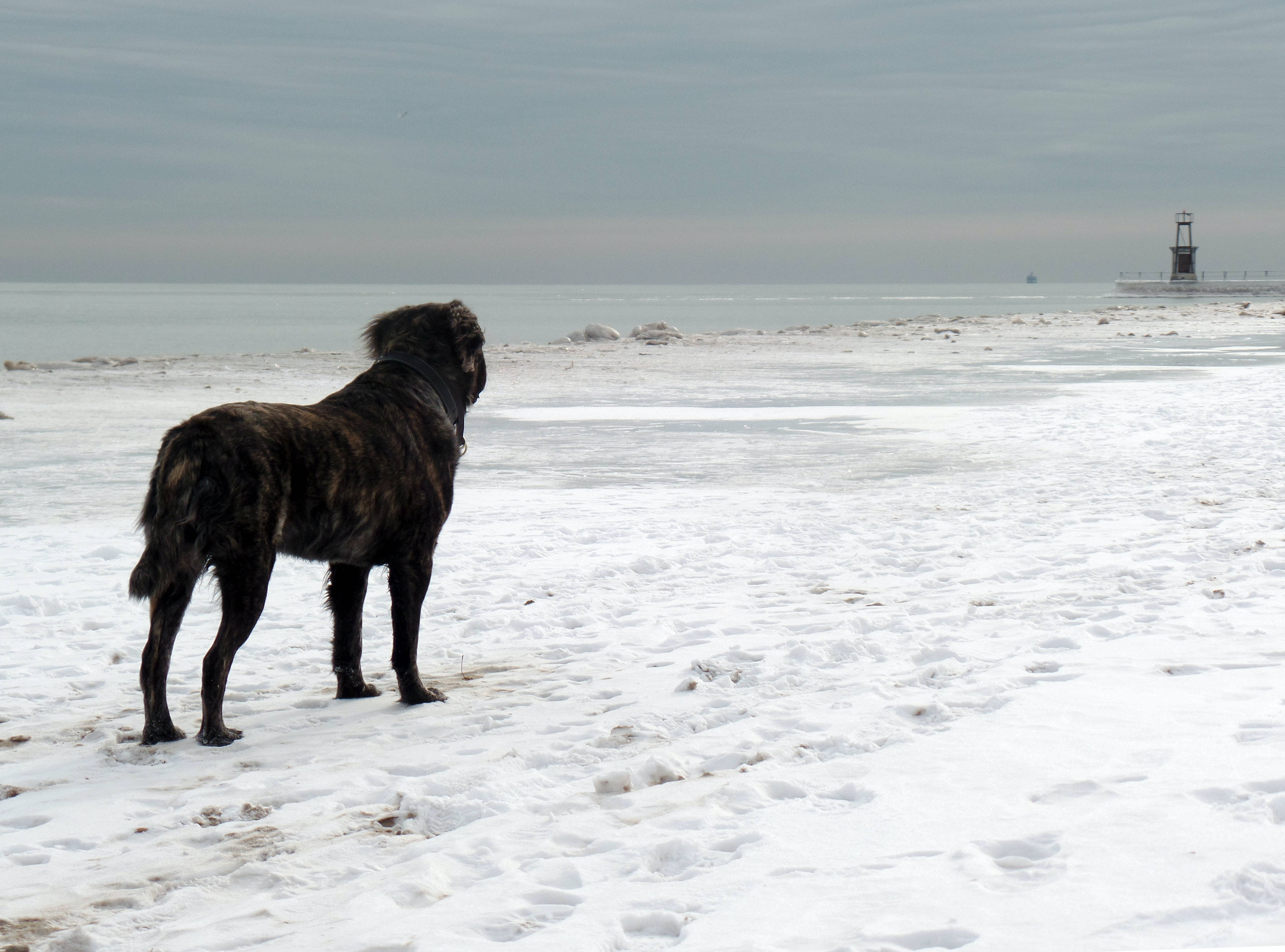 brindle dog, snowy beach, frozen sea, 4K Desktop Wallpaper