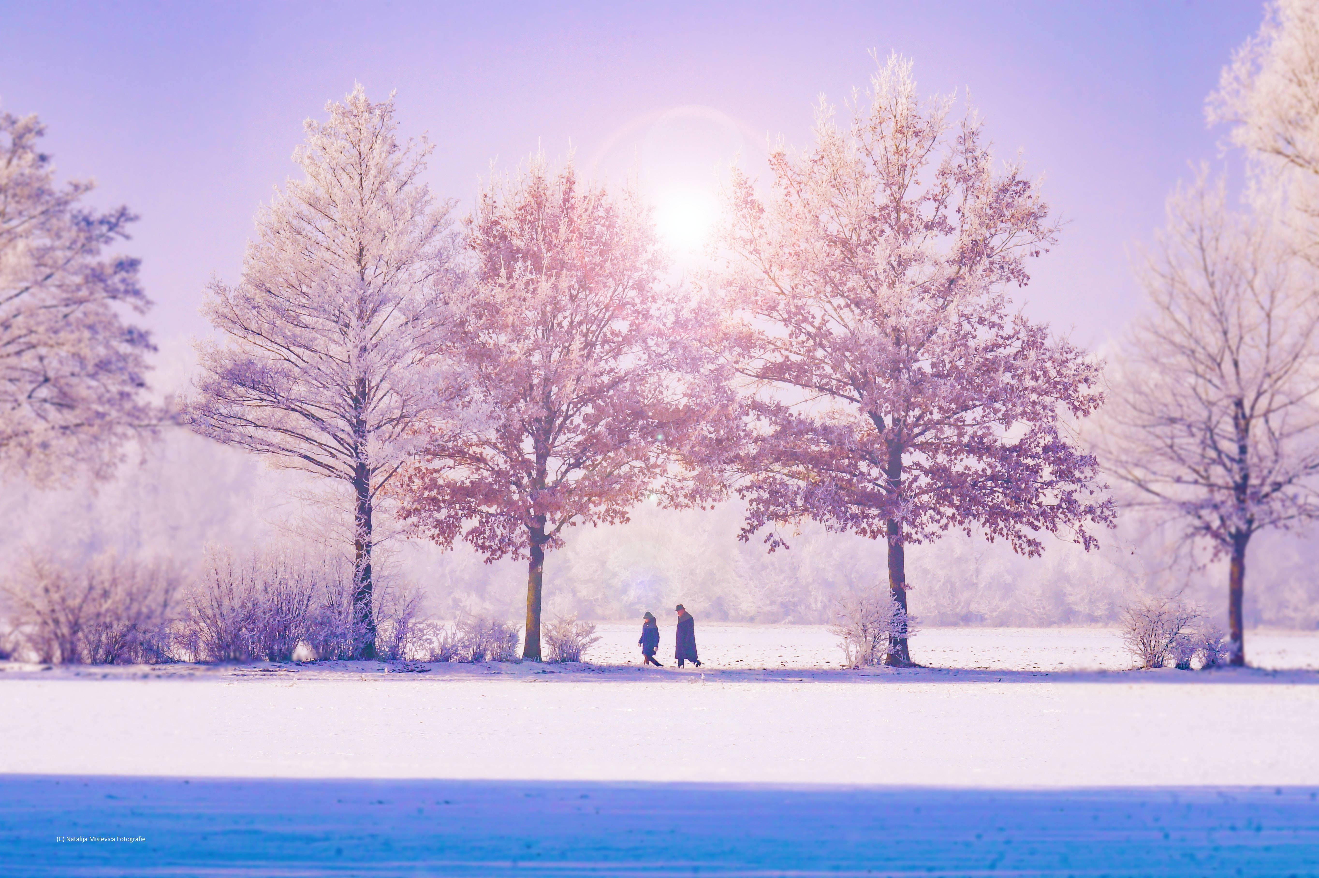 Cool Winter, snowy field, bright sun, 5K Desktop Wallpaper