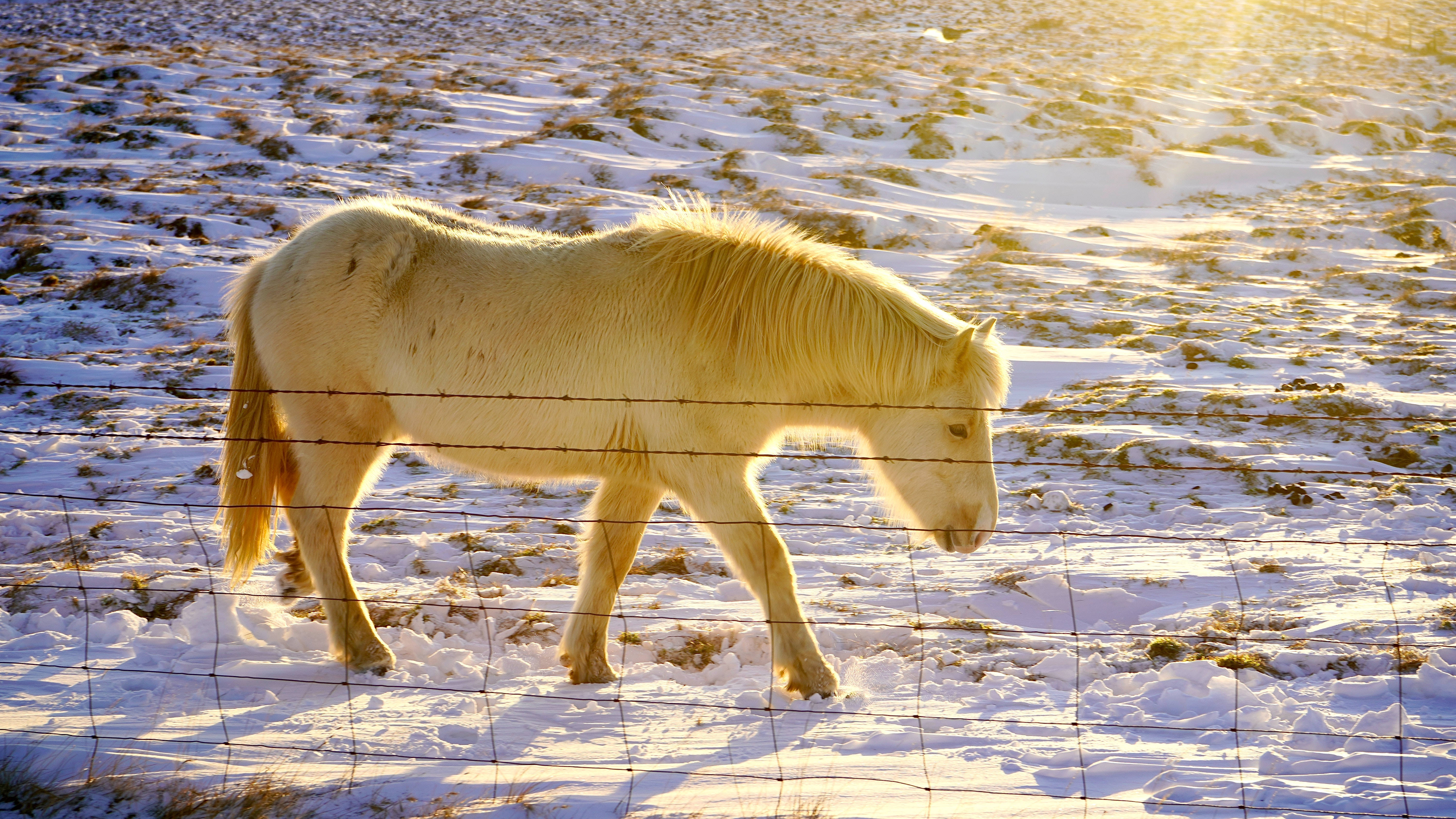 horse, pony, snowy field, 5K Desktop Wallpaper