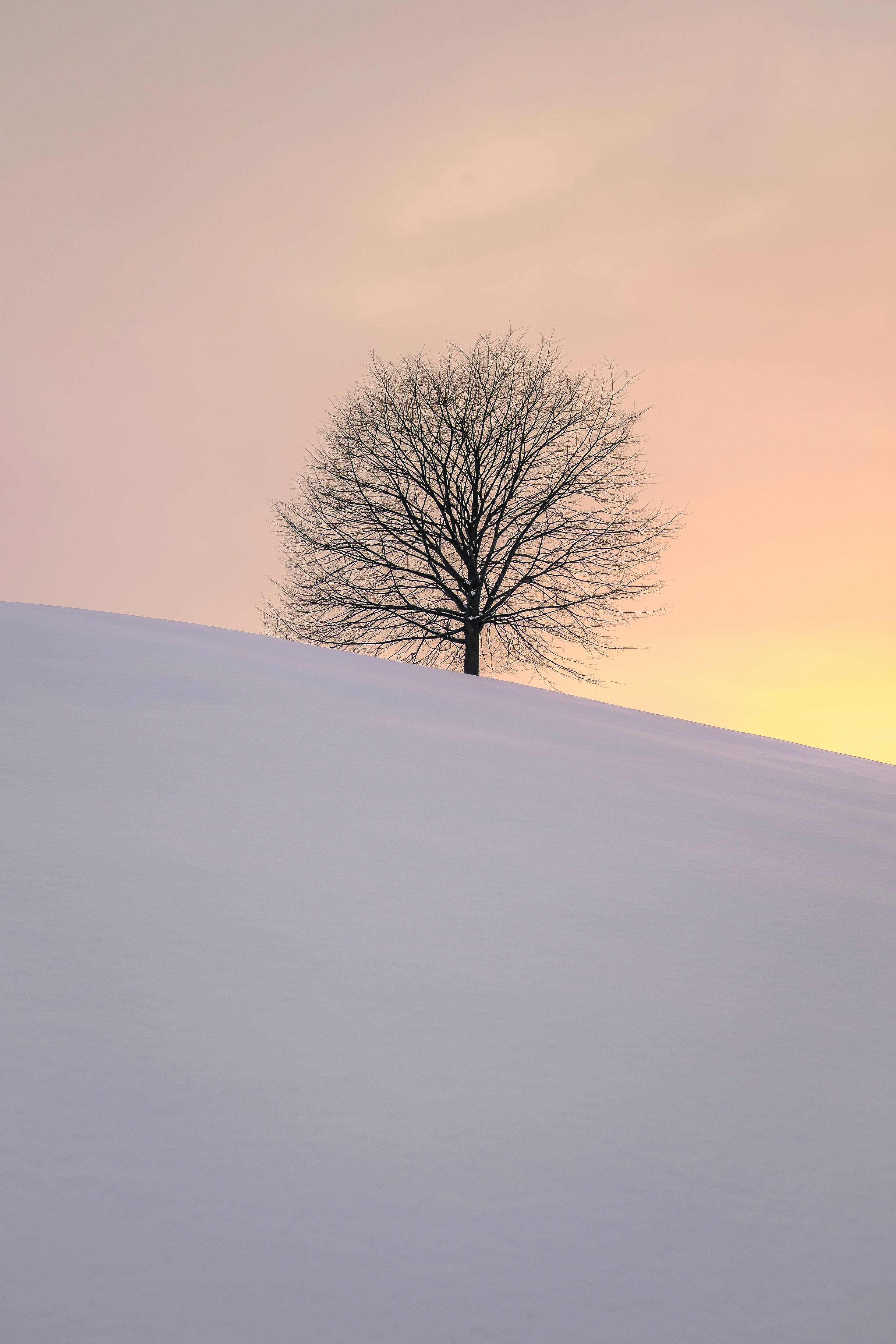 leafless tree, snowy hill, silhouette, 4K Phone Wallpaper