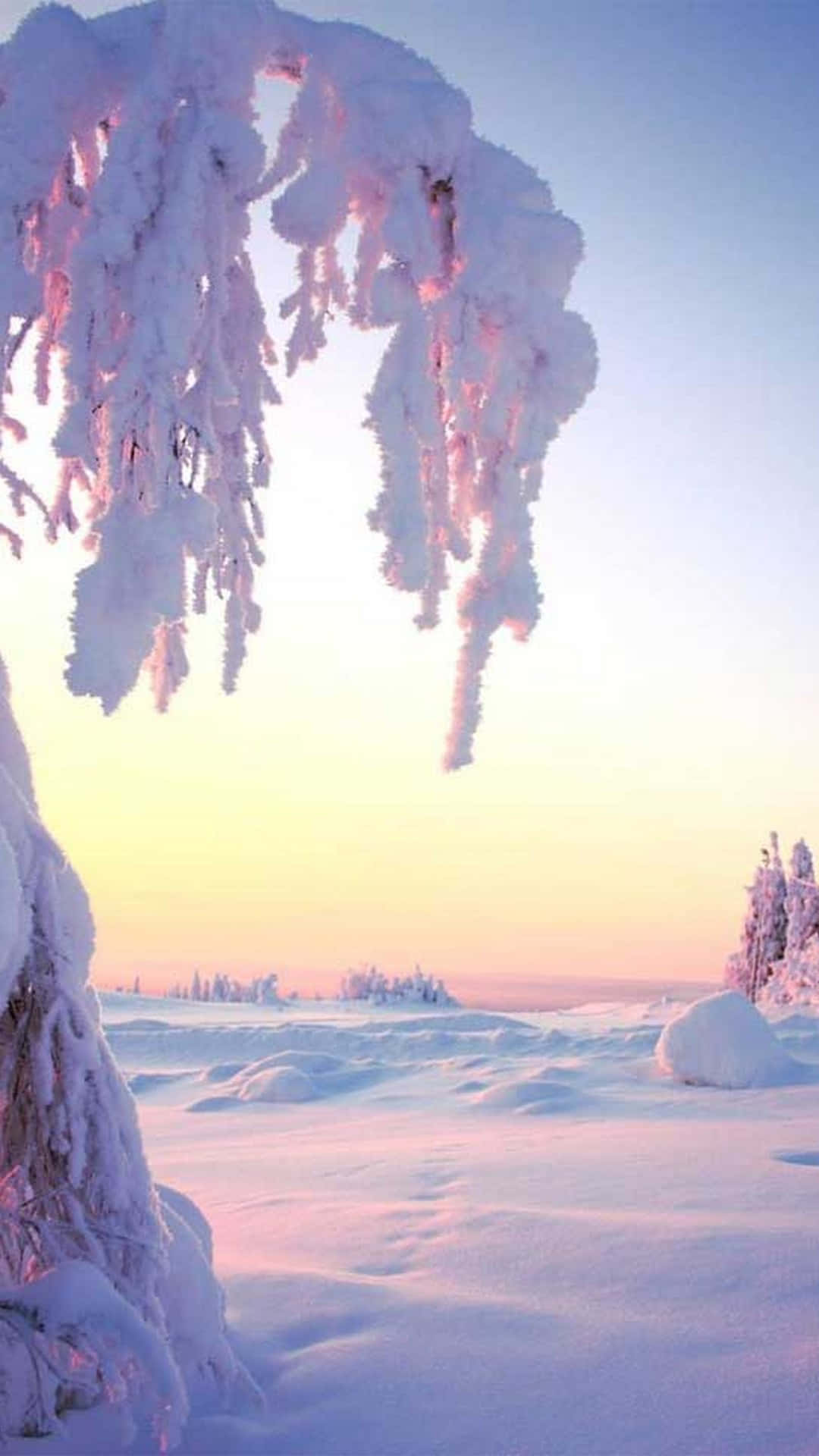 snow-laden branches, pink at sunrise, serene frozen tundra landscape, Full HD Phone Wallpaper