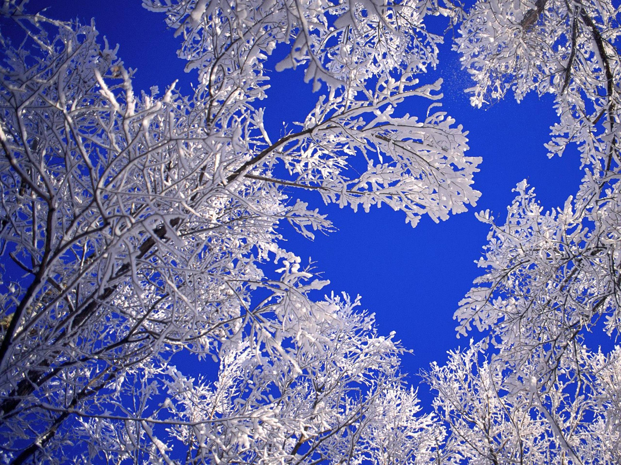 winter scenery, frozen tree branches, ice crystals, 2K Desktop Wallpaper
