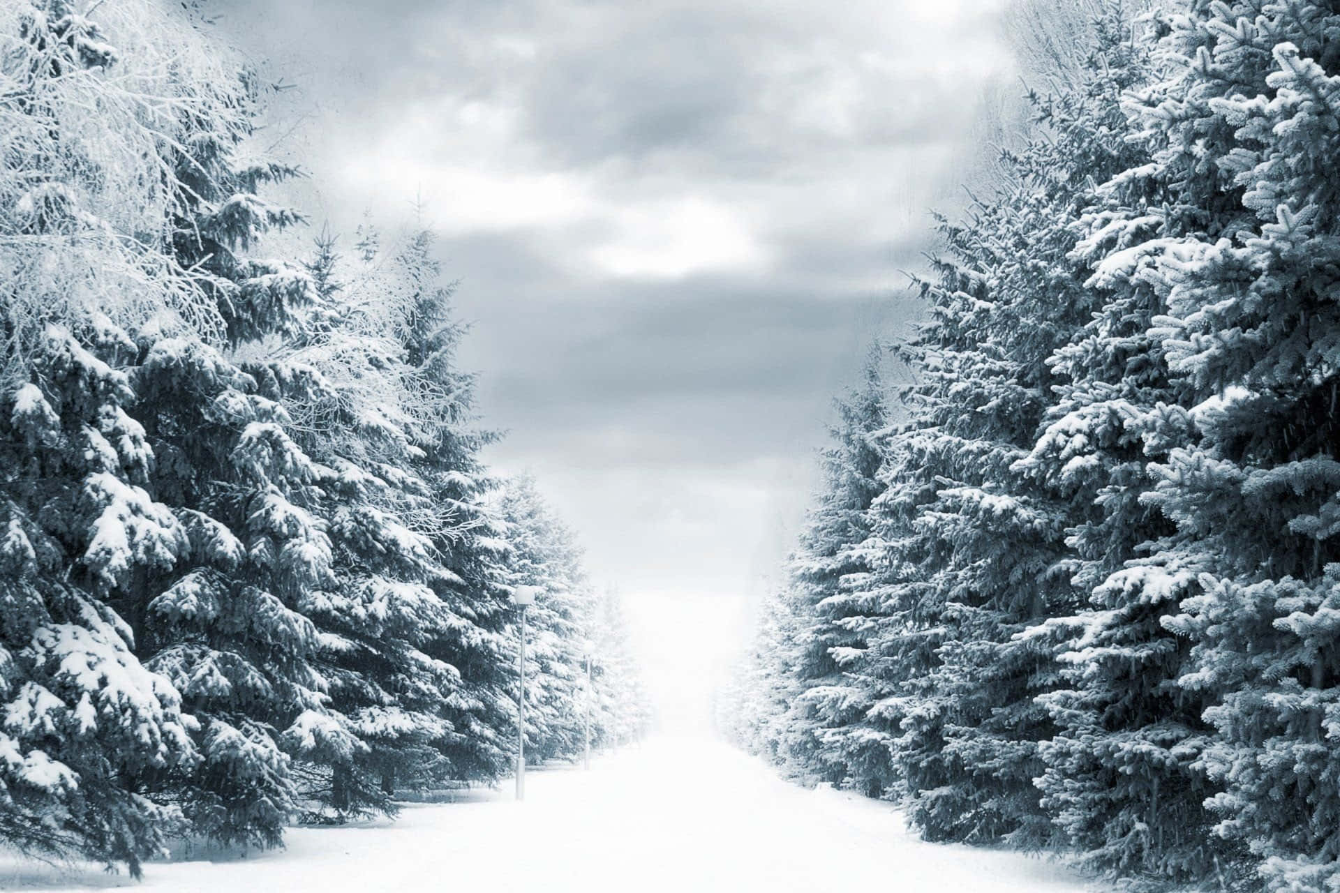 snow-covered road, dense forest of evergreen trees, cloudy winter sky, Full HD Desktop Wallpaper