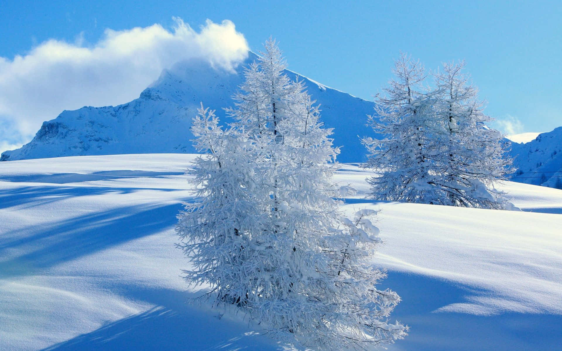 snowy landscape, snow-covered trees, bright blue winter sunlight, Full HD Desktop Wallpaper