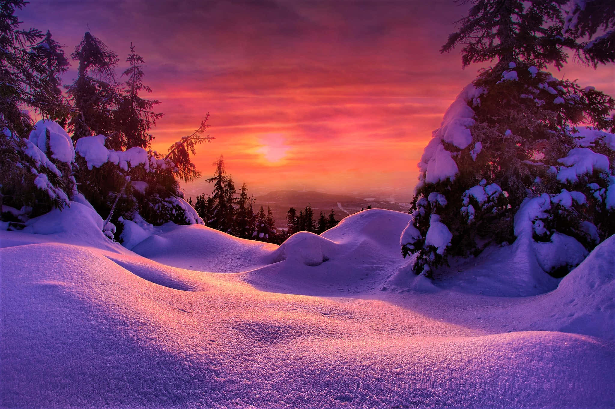 Winter Sunset, snowy pine trees, vibrant purple and orange sunset, Full HD Desktop Wallpaper