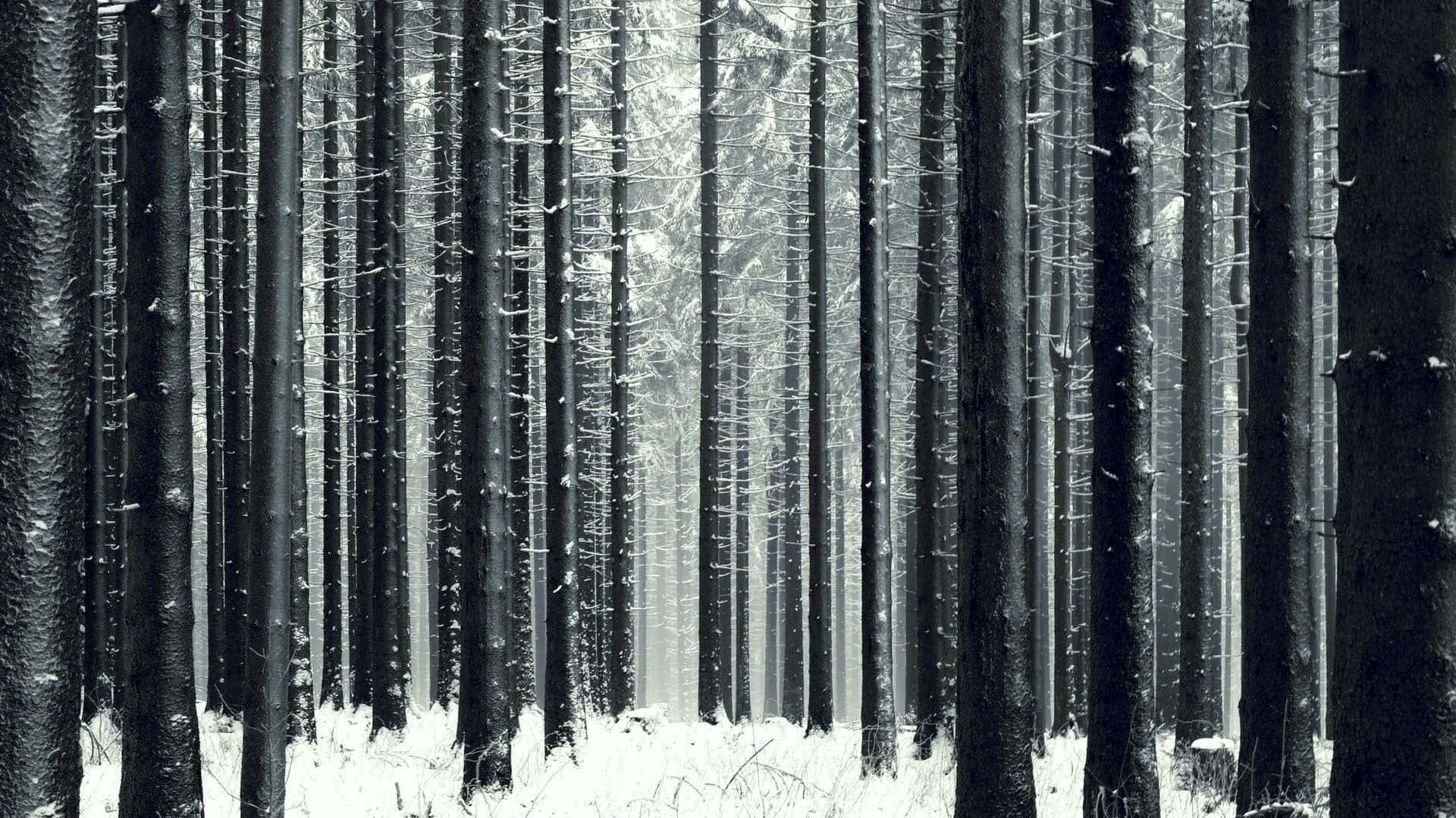 winter trees, snow-dusted pine trunks, misty winter forest, Full HD Desktop Wallpaper