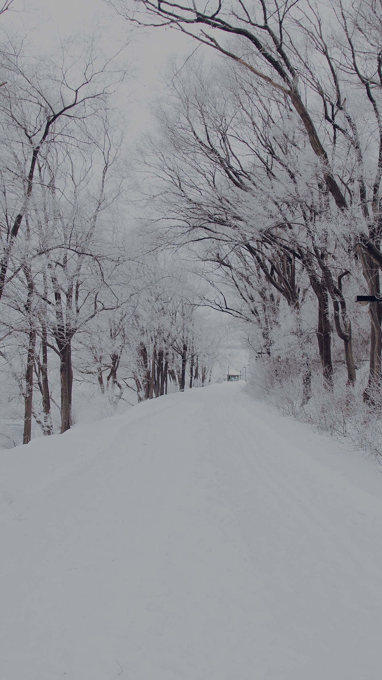 snowstorm, winter forest, snow-covered road, Full HD Phone Wallpaper