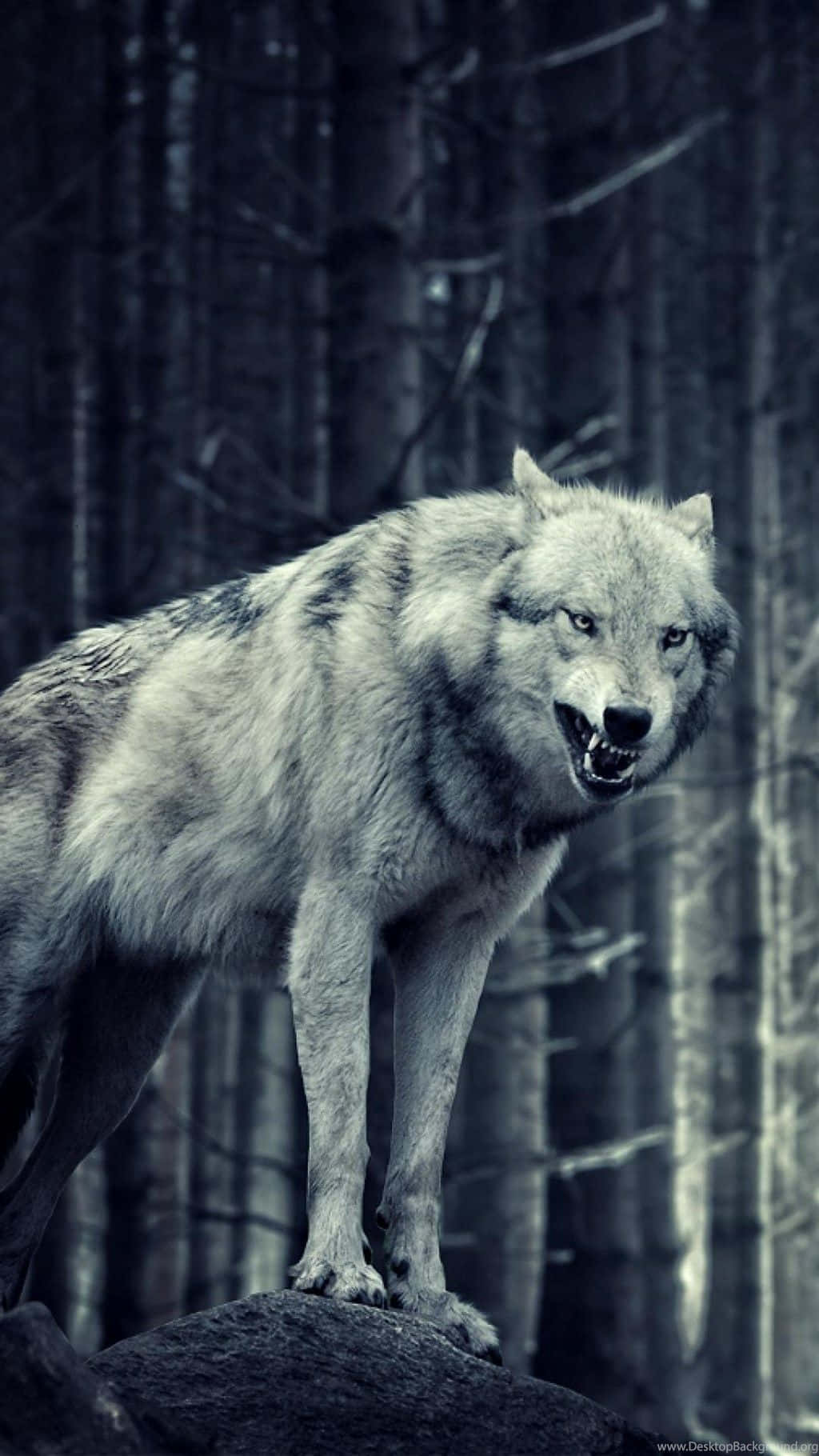 gray wolf, dark forest, rock, HD Phone Wallpaper