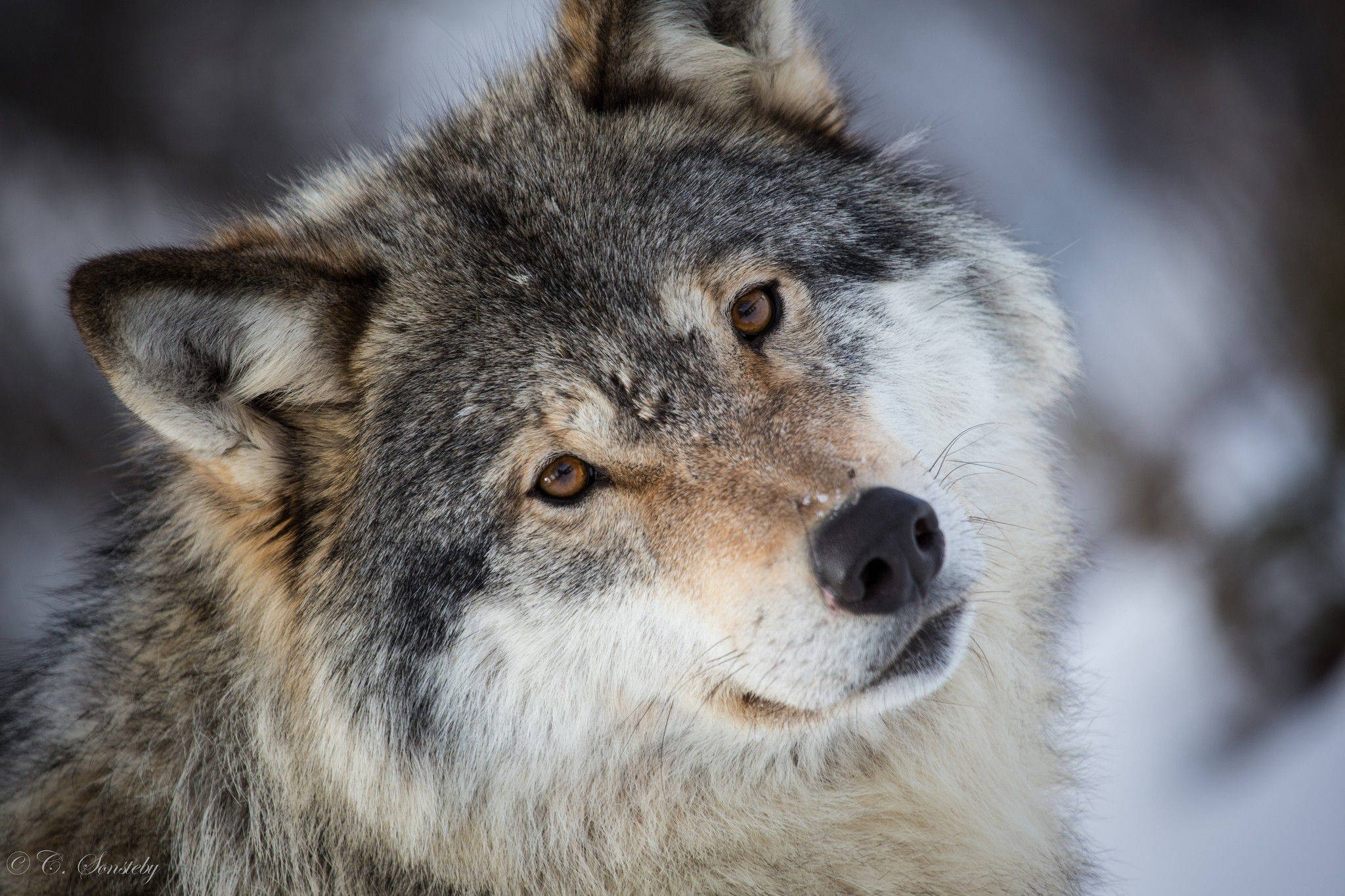 Cool Wolf, gray wolf, amber eyes, Full HD Desktop Wallpaper
