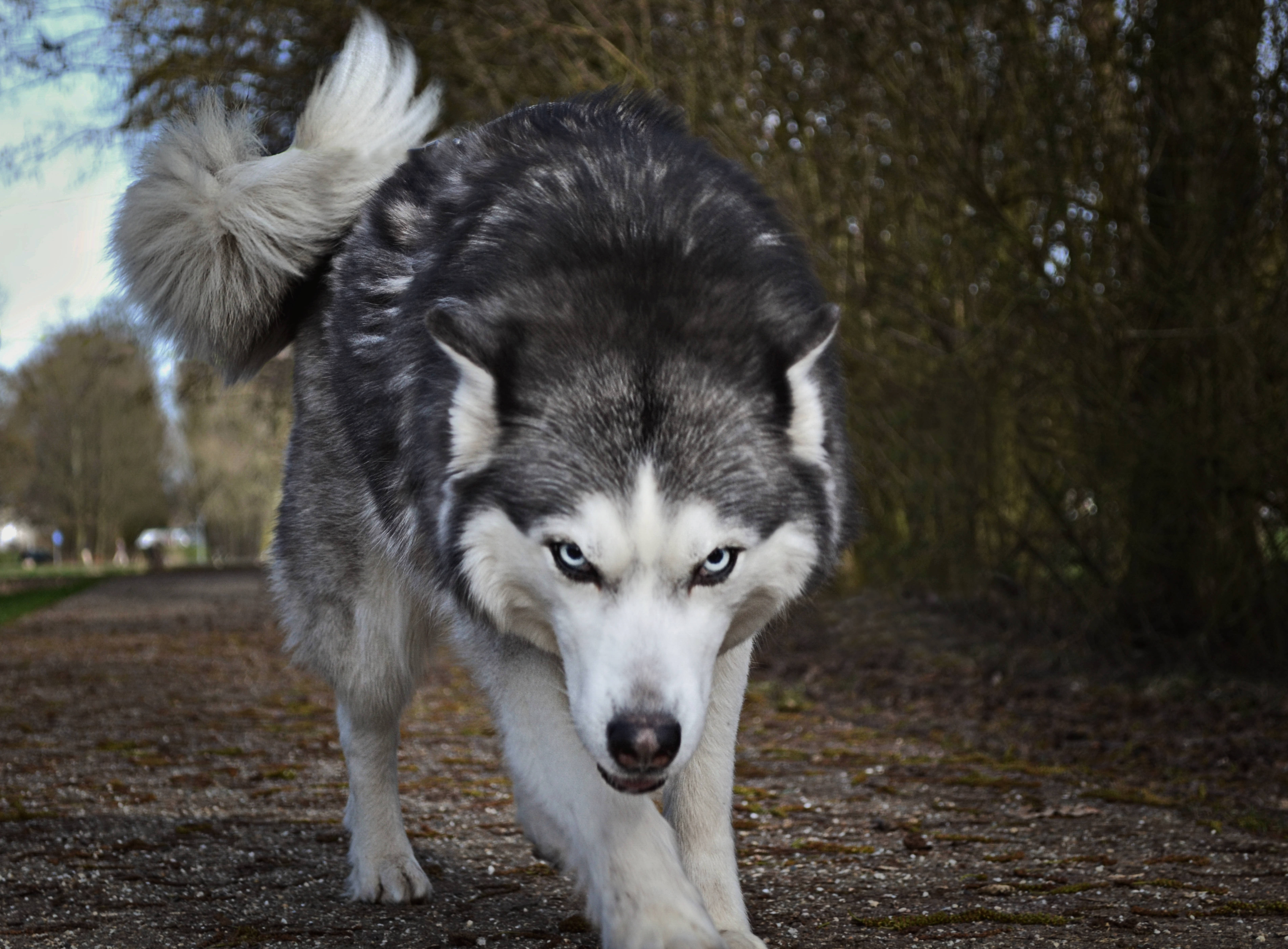 Cool Wolf, Siberian Husky, piercing blue eyes, 5K Desktop Wallpaper