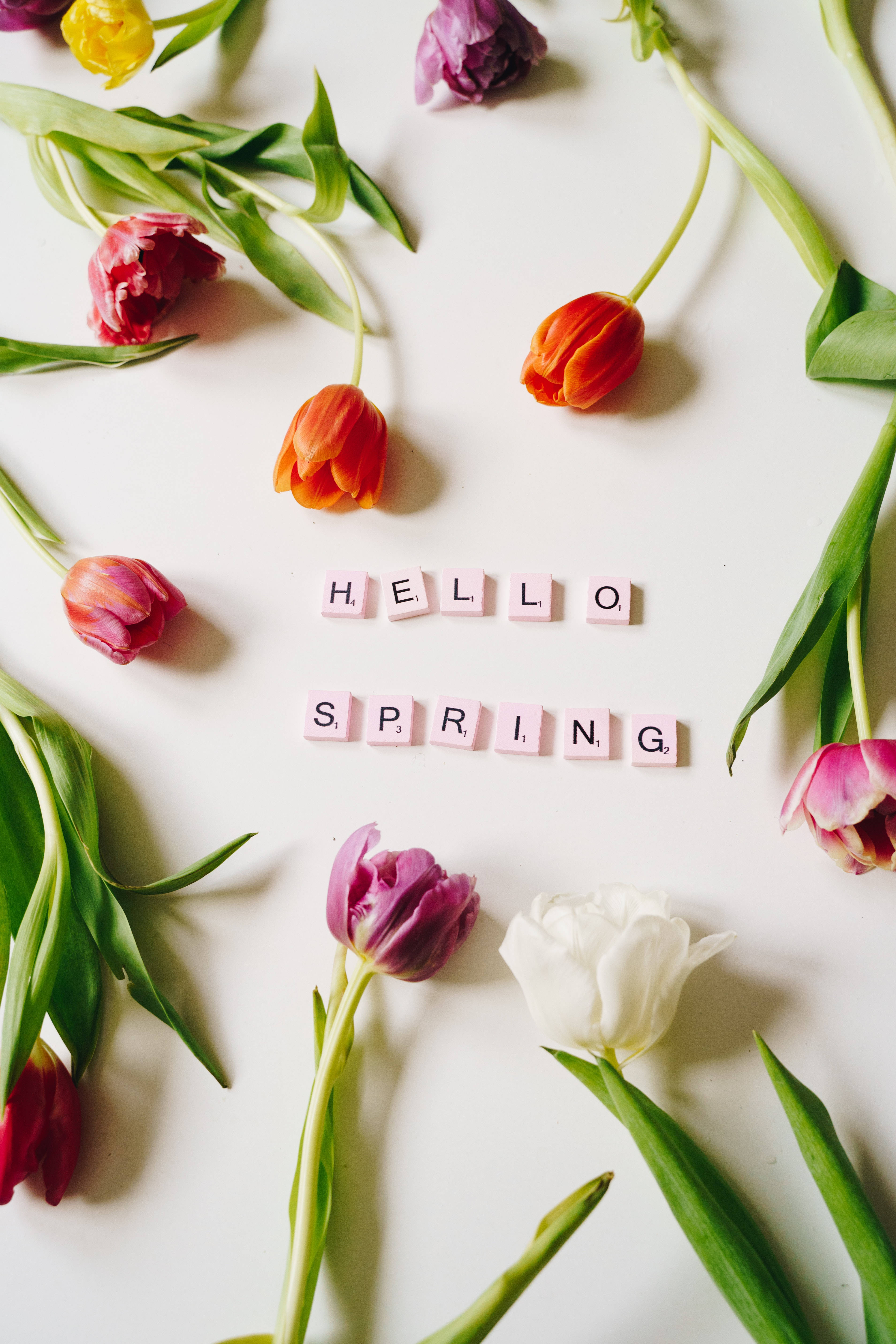 Coolest iPhone, spring tulips, red pink and white, 5K Phone Wallpaper
