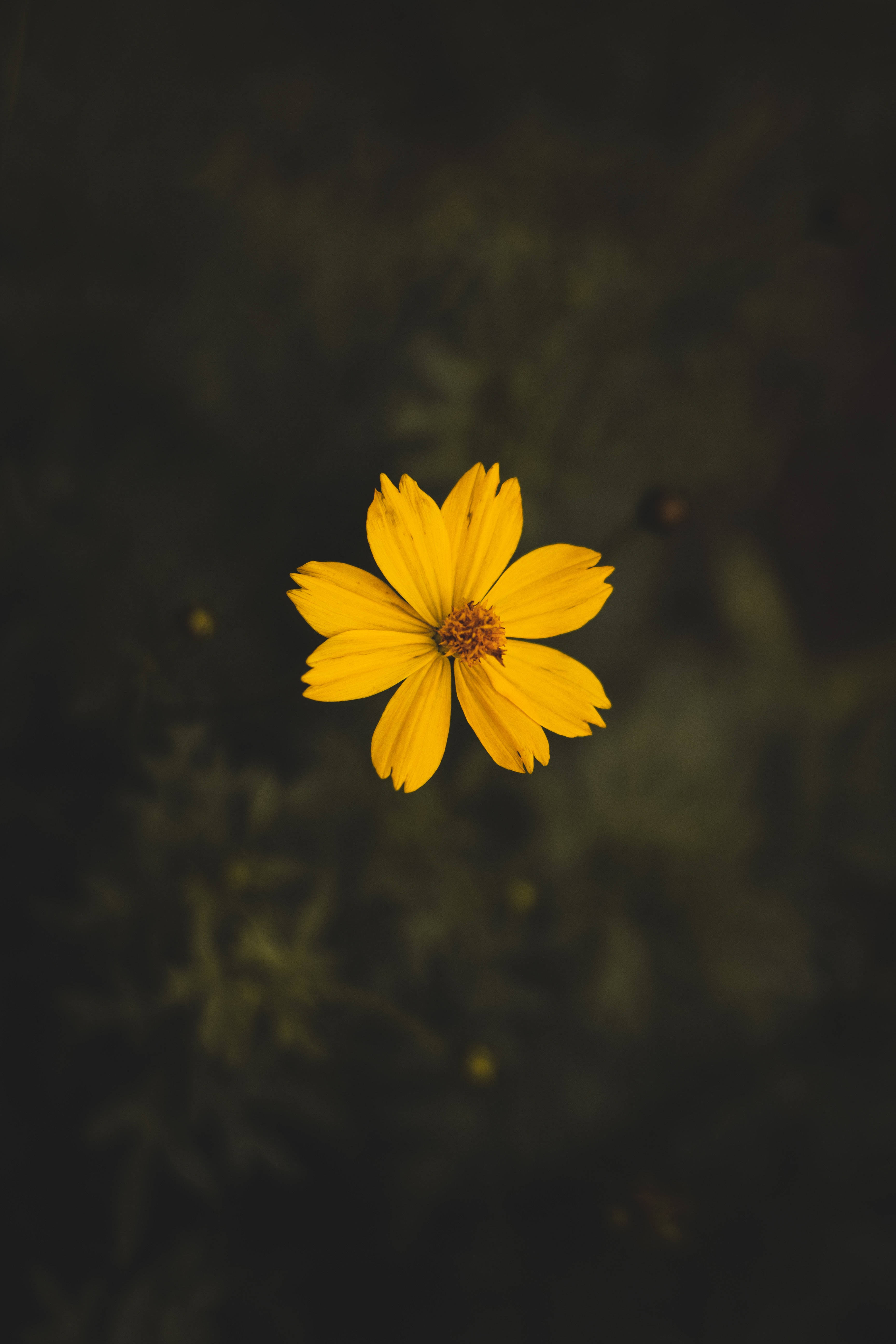 iPhone, yellow flower, dark blurred background, 5K Phone Wallpaper