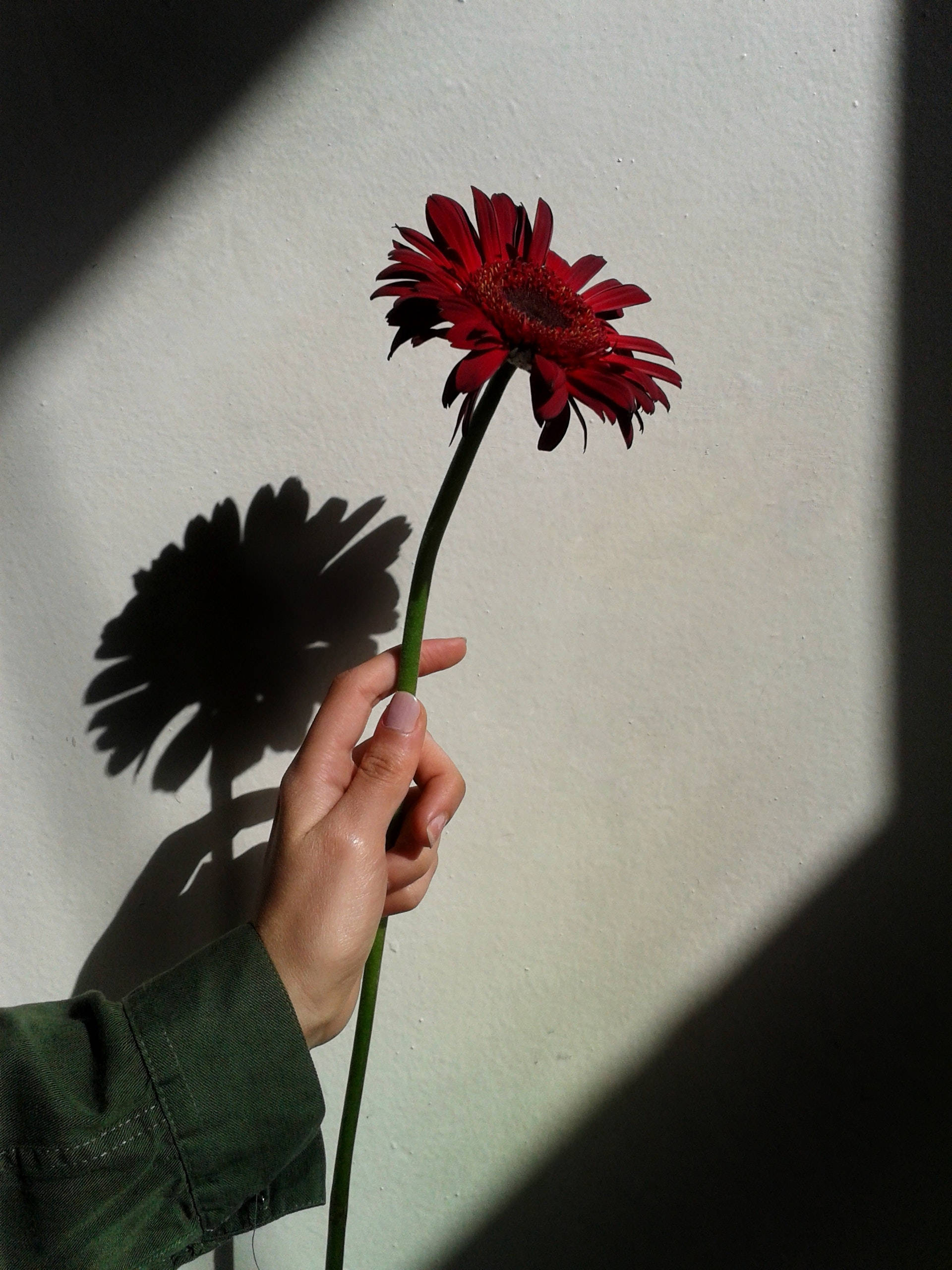 red gerbera daisy, sunlit white wall, sharp dark shadow, 2K Phone Wallpaper