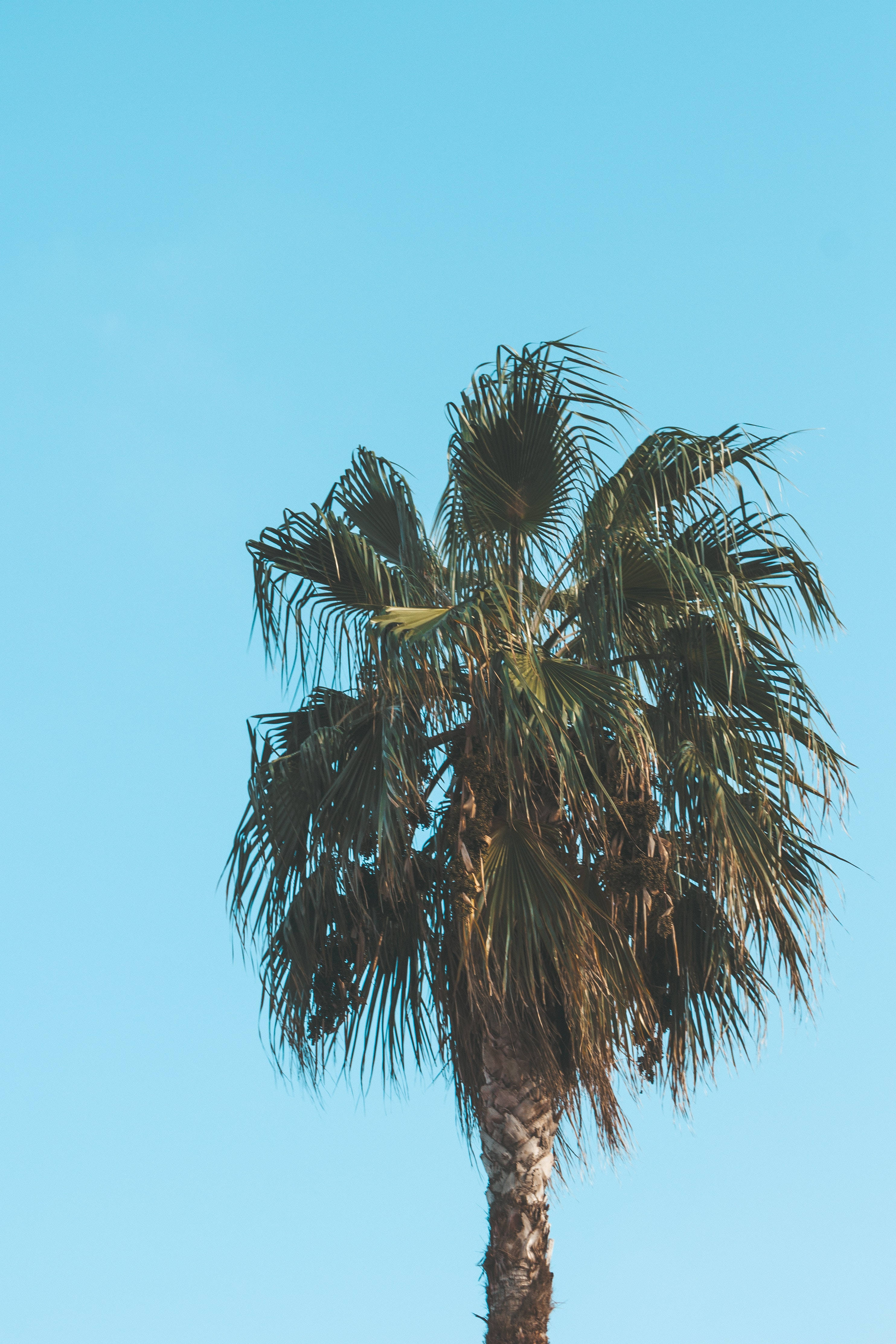 iPhone, tree, blue sky, 4K Phone Wallpaper
