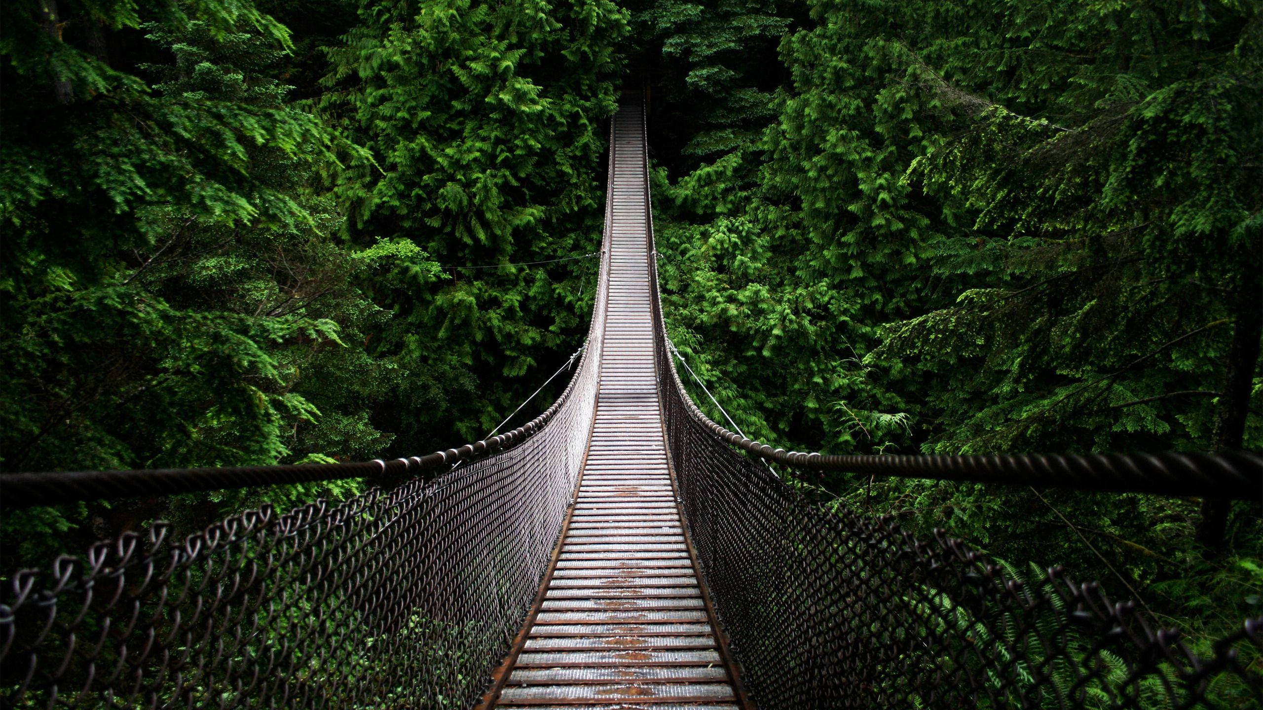 hanging bridge, wooden suspension bridge, dense emerald forest canopy, 2K Desktop Wallpaper
