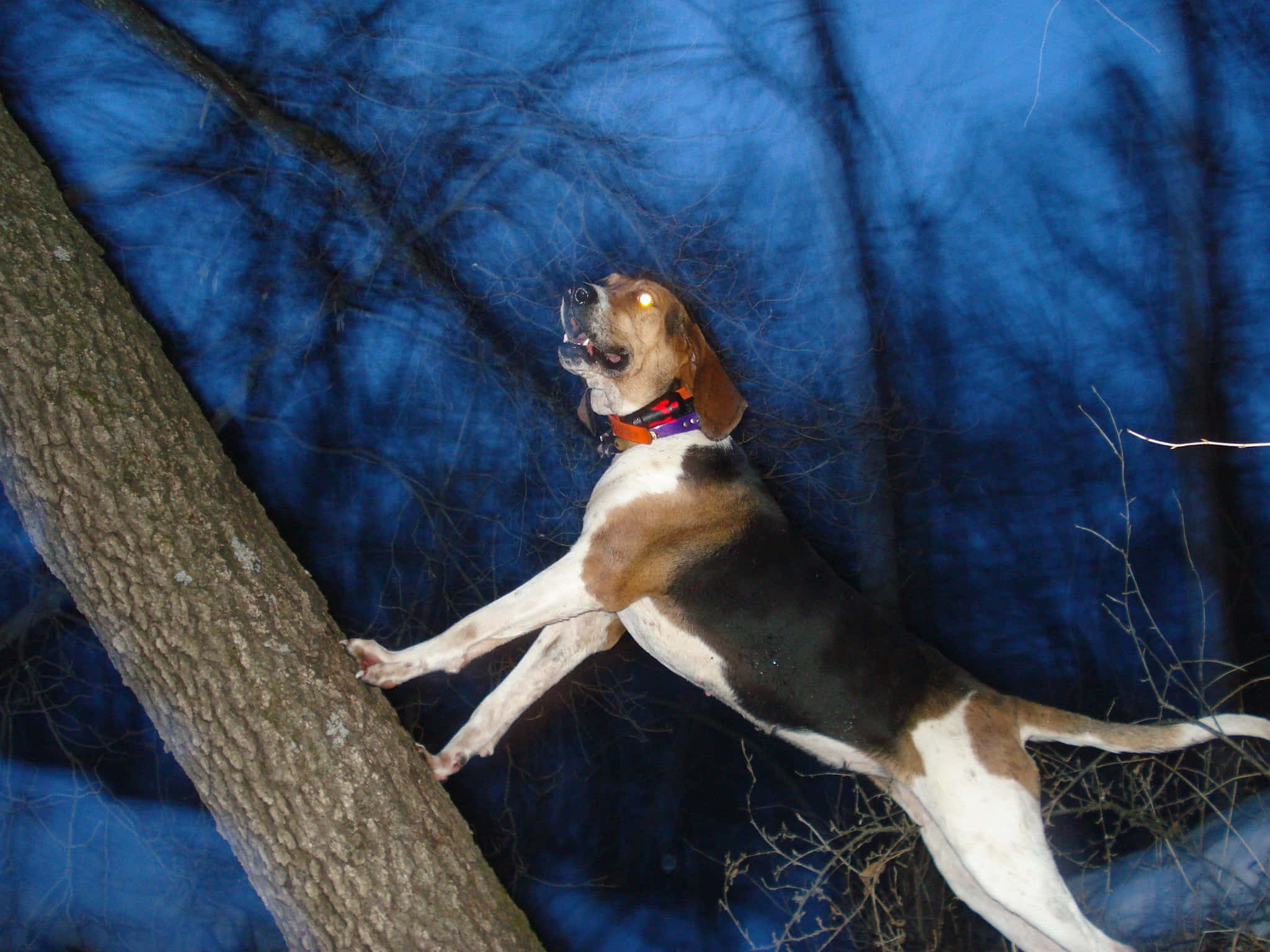 coonhound, treeing, night, Full HD Desktop Wallpaper
