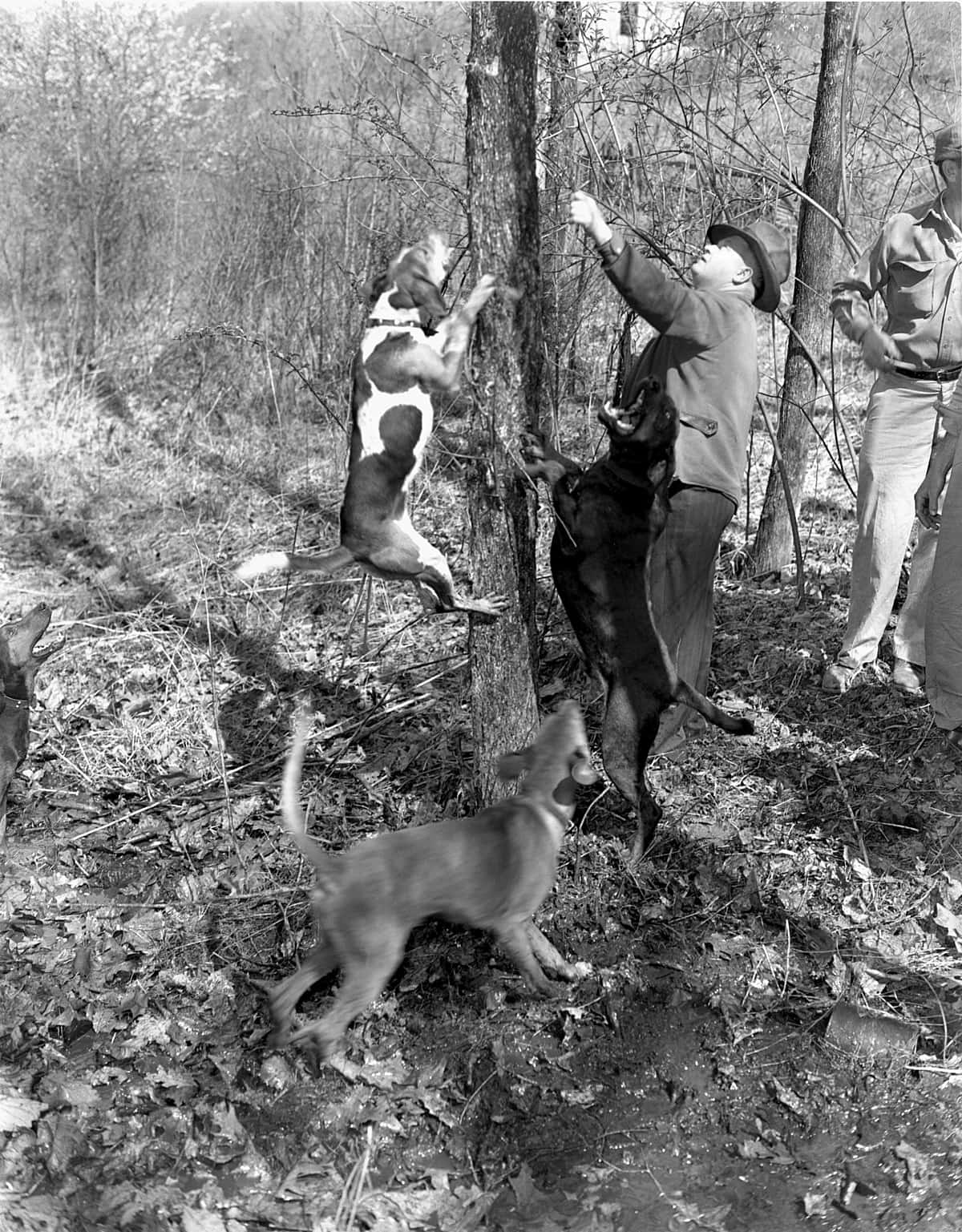 coon hunting dogs, treeing prey, wooded area, HD Phone Wallpaper