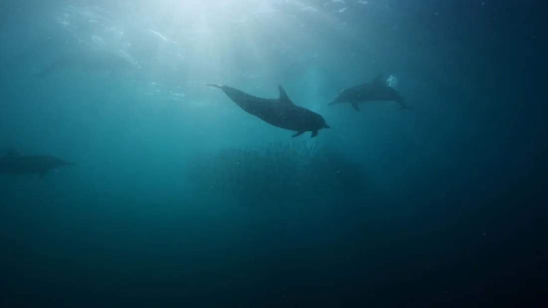 Copper Shark