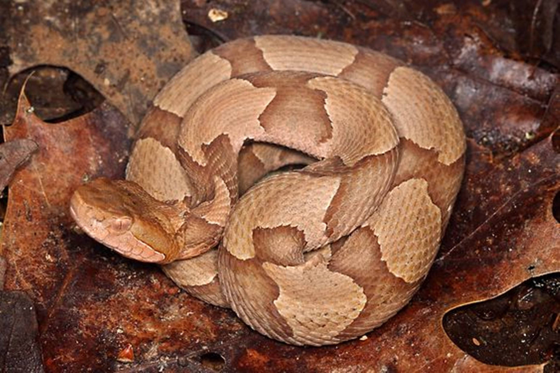 copperhead snake, brown and tan diamond patterns, decaying autumn leaves, HD Desktop Wallpaper