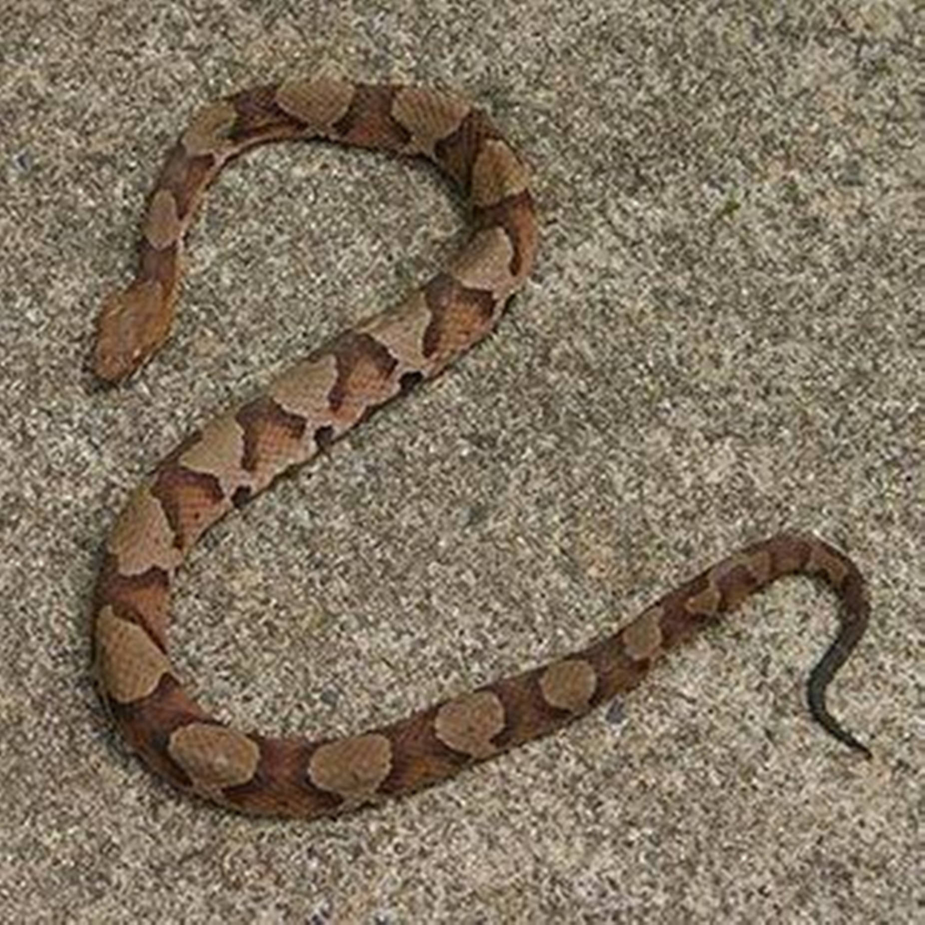 copperhead, venomous pit viper, brown and tan patterned scales, HD Desktop Wallpaper