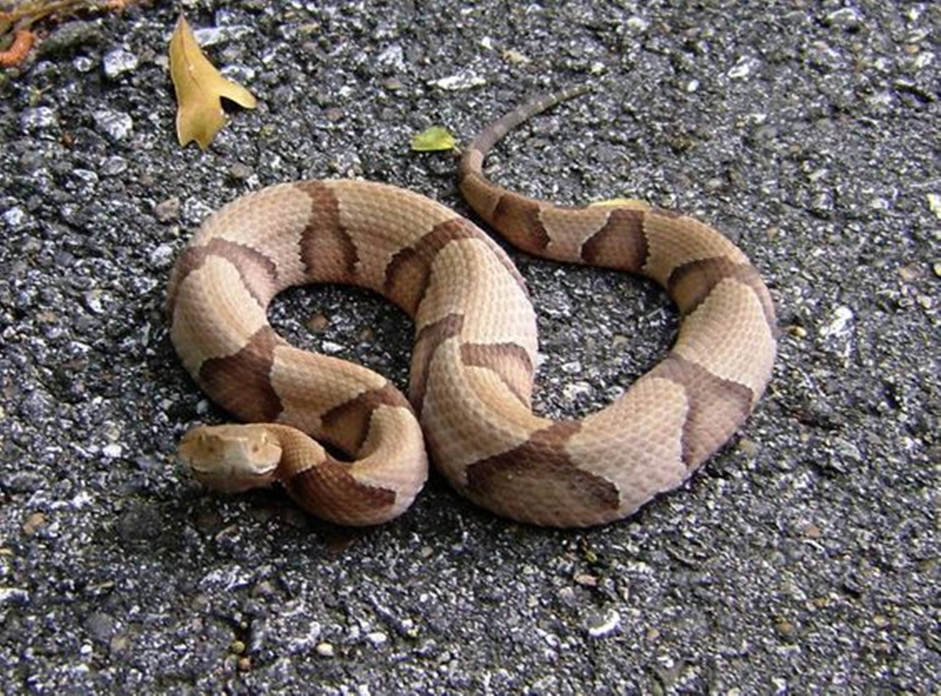 Copperhead, coiled, rough asphalt, HD Desktop Wallpaper