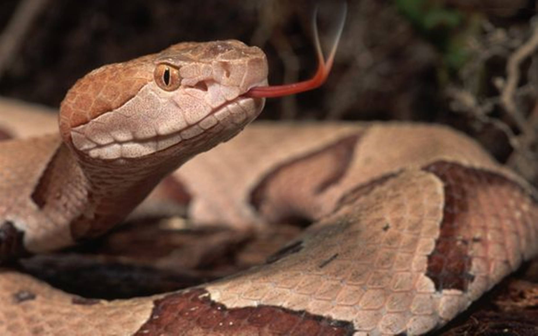copperhead snake, red tongue, forest underbrush, HD Desktop Wallpaper