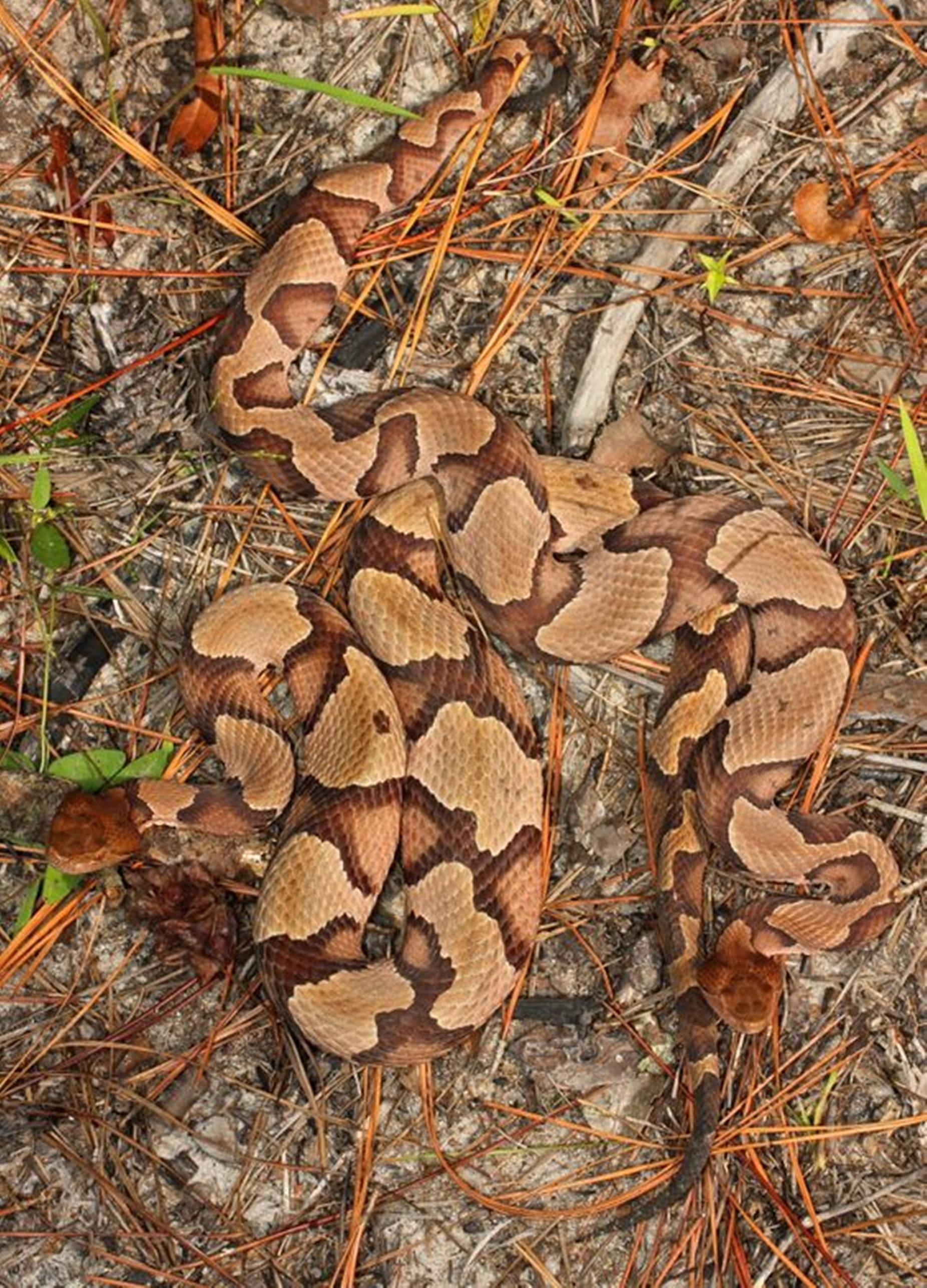Copperhead, forest floor, pine needles, 2K Phone Wallpaper
