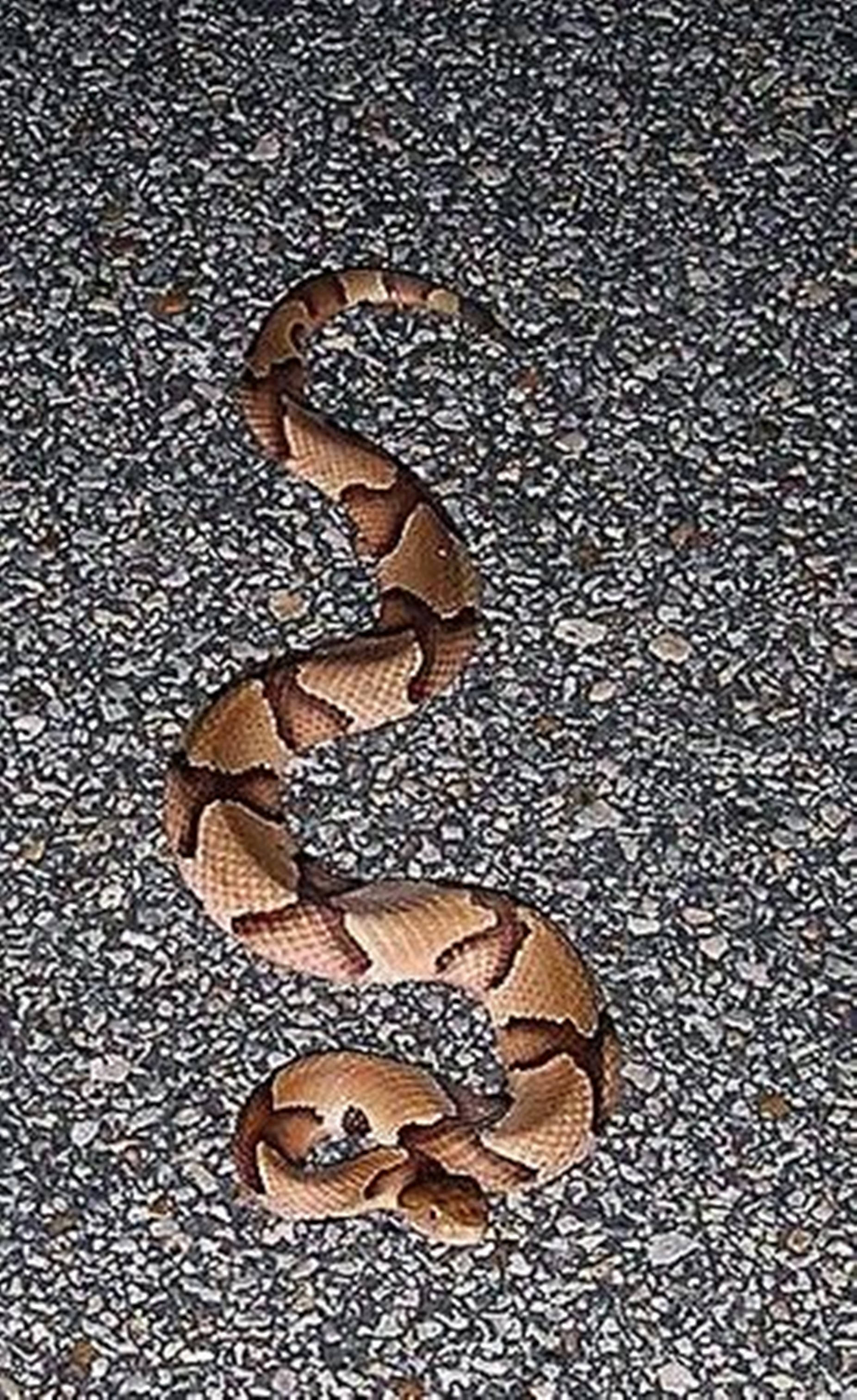 copperhead, gravel, asphalt, 2K Phone Wallpaper