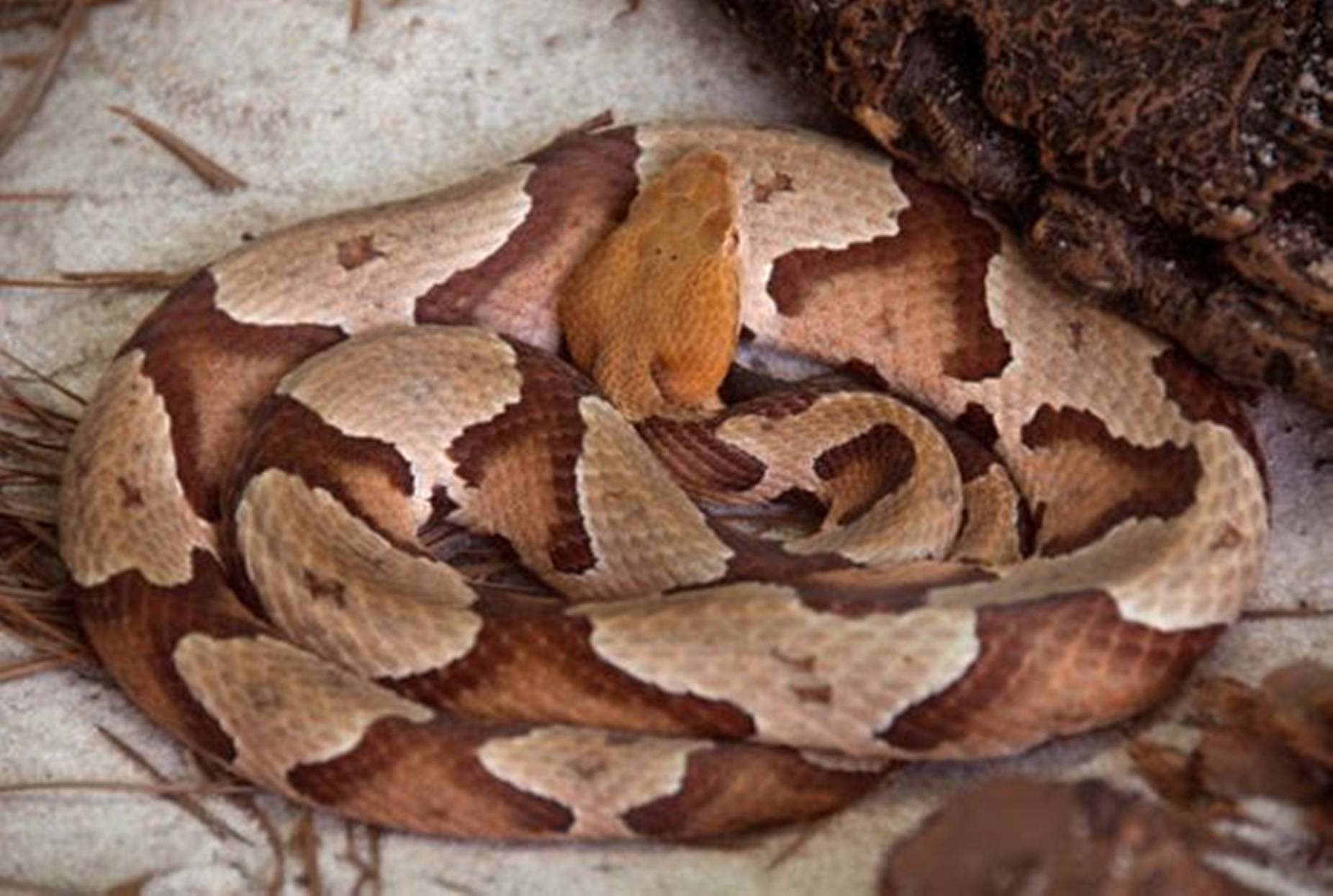 copperhead snake, coiled brown body, textured bark, HD Desktop Wallpaper