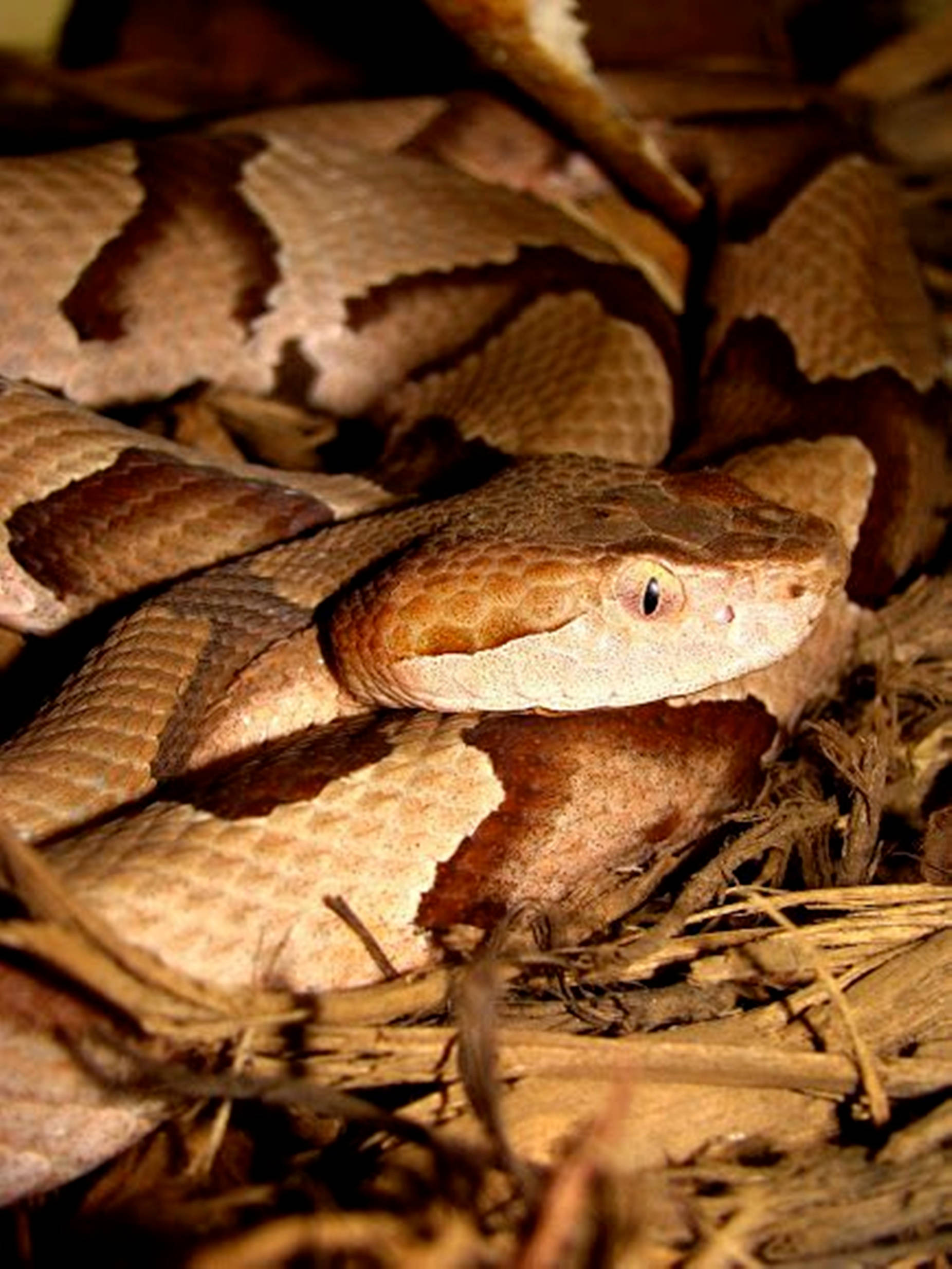 copperhead snake, vertical slit eyes, dry brown leaves, Full HD Phone Wallpaper