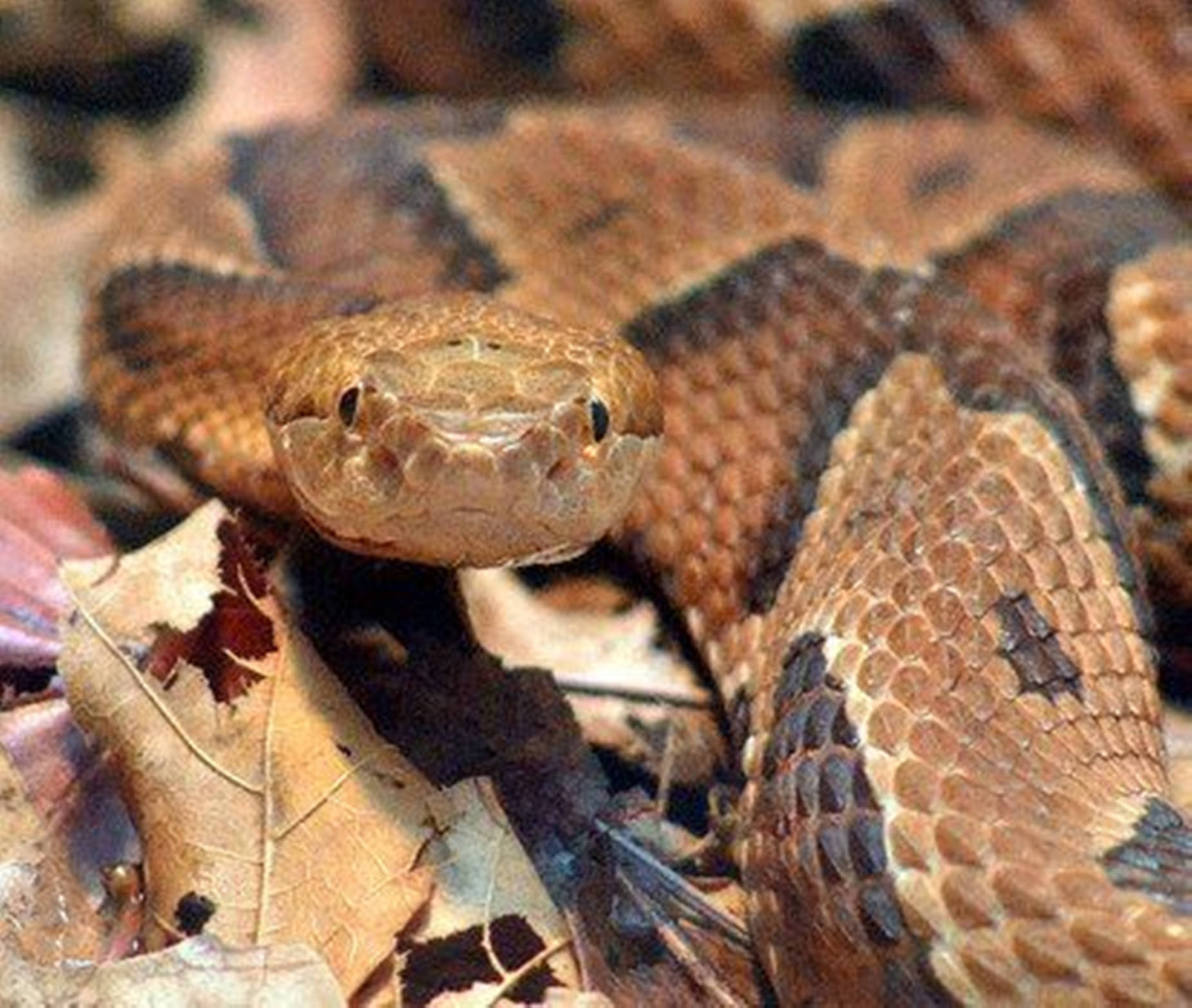 copperhead, dry brown leaves, forest floor, HD Desktop Wallpaper