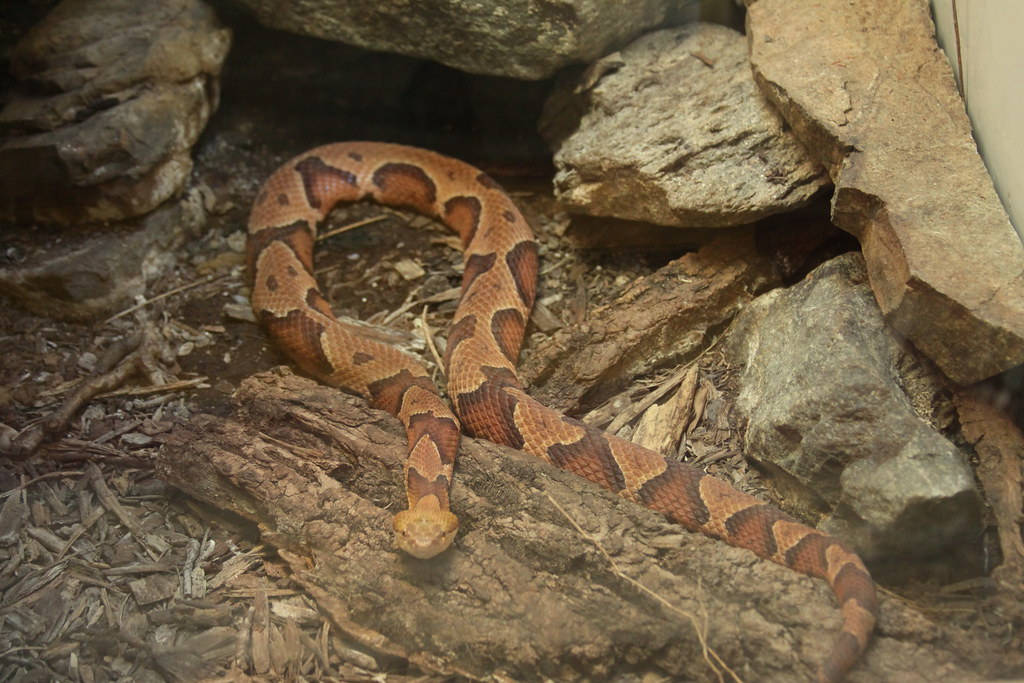 Copperhead, rocky undergrowth, weathered rocks, SD Desktop Wallpaper