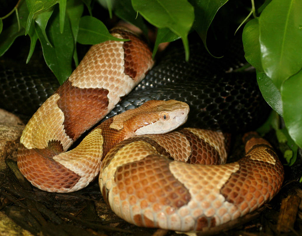 Copperhead, tree, lush green foliage, SD Desktop Wallpaper