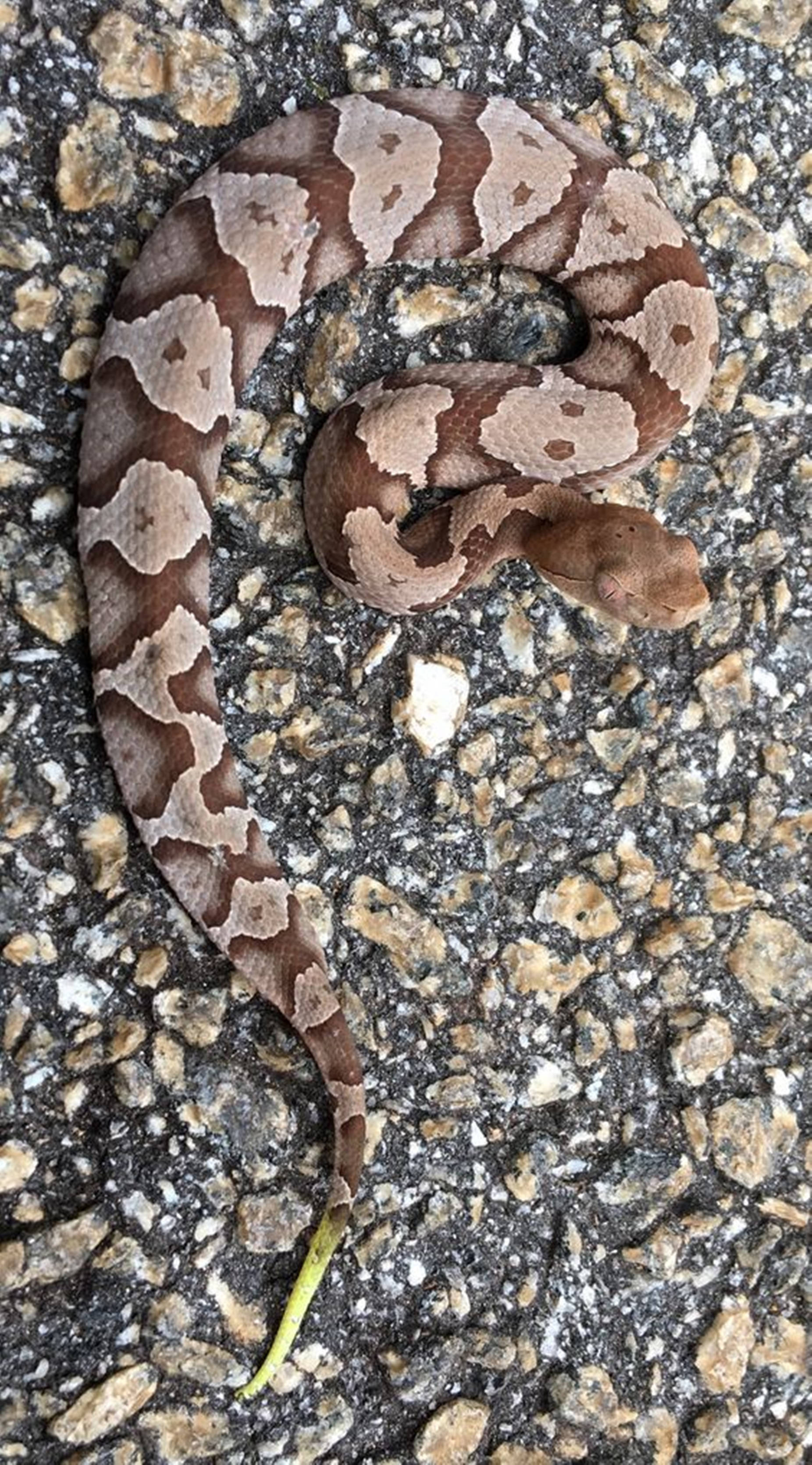 copperhead snake, light green tail, textured asphalt, 2K Phone Wallpaper