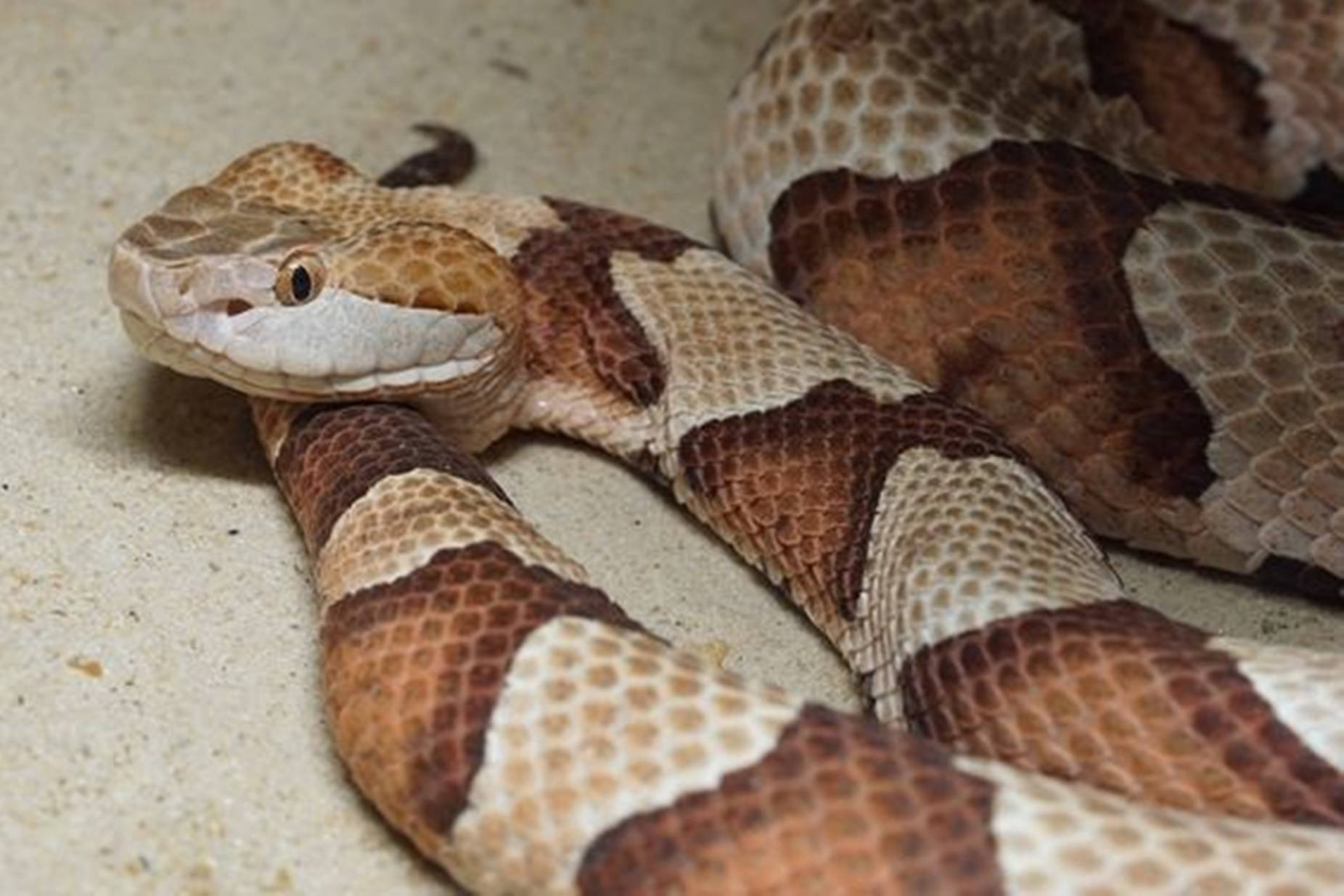 copperhead, pit viper, venom, HD Desktop Wallpaper