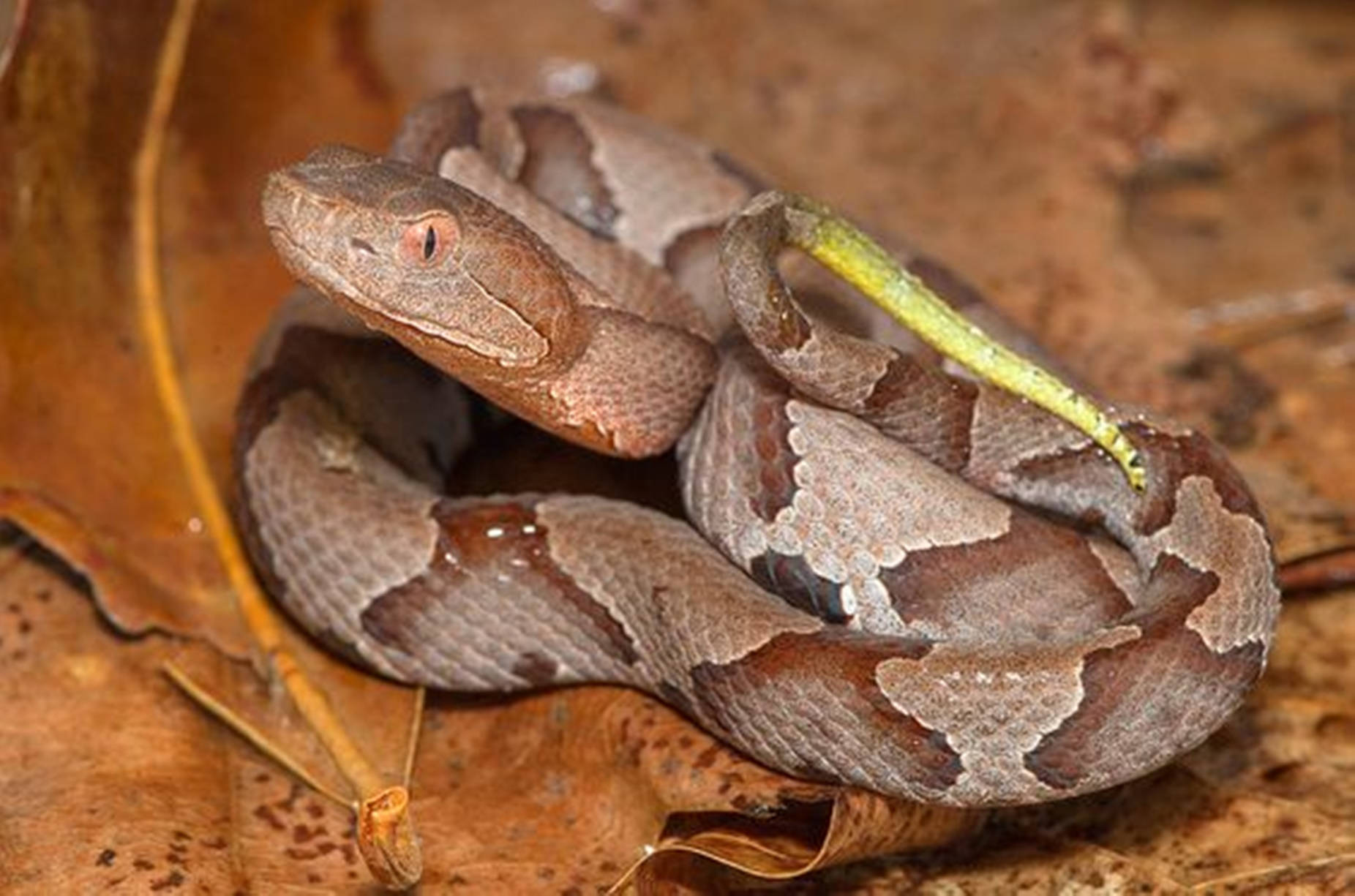 Copperhead, luring yellow tail, dry brown leaves, HD Desktop Wallpaper