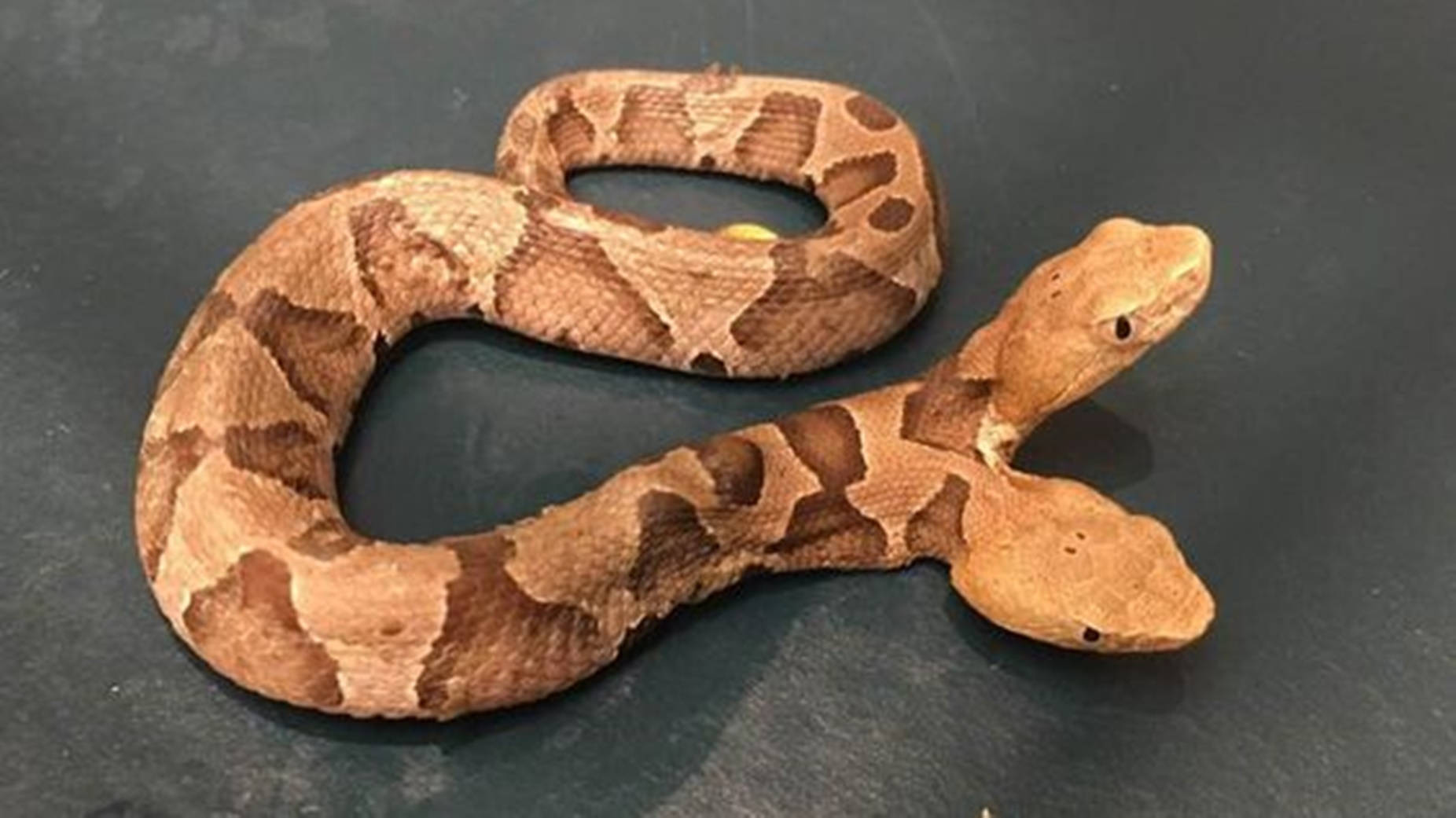 copperhead snake, two heads, dark gray surface, HD Desktop Wallpaper