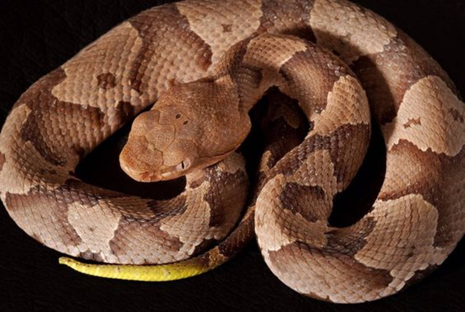 Copperhead, desert brown scales, brown and tan patterns, HD Desktop Wallpaper