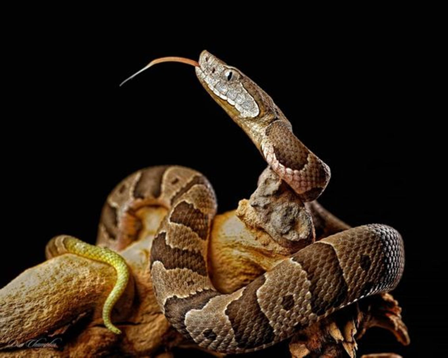 copperhead snake, flicking tongue, weathered wood, HD Desktop Wallpaper
