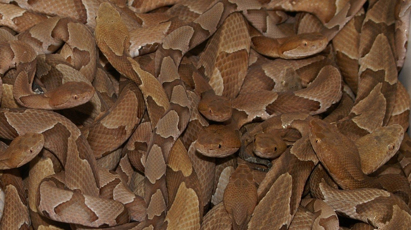copperhead, venomous snakes, earth tones, HD Desktop Wallpaper