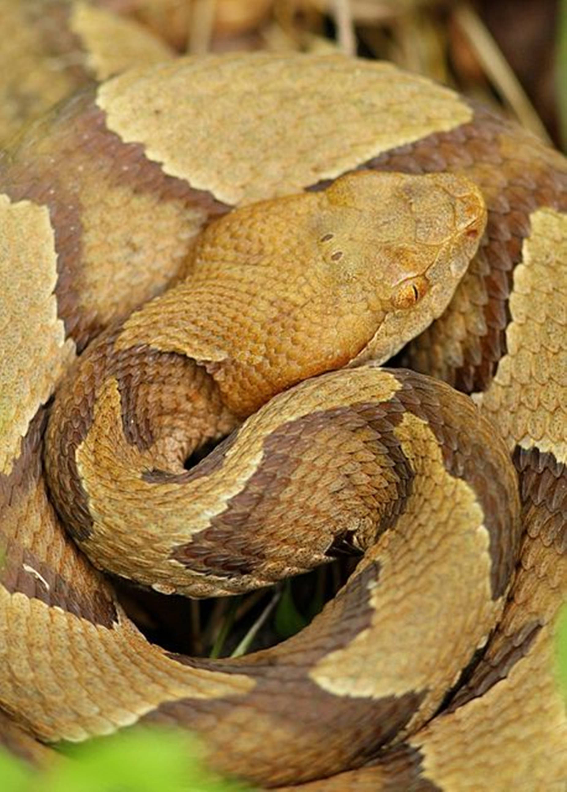 Copperhead, diamond-shaped head, brown and tan patterns, 2K Phone Wallpaper