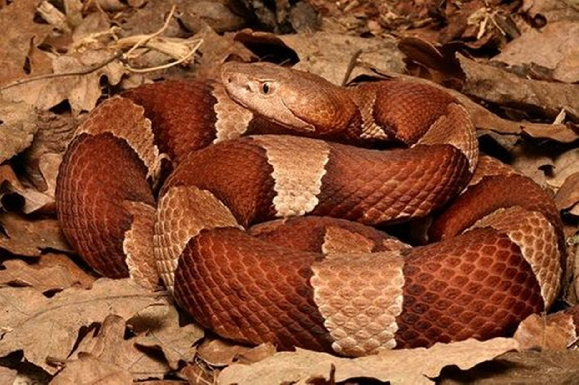 copperhead, broad-banded snake species, dry brown leaves, HD Desktop Wallpaper
