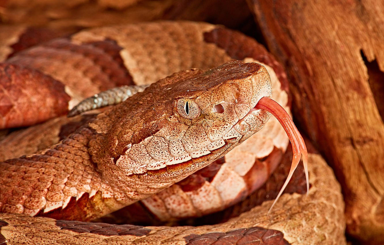 Copperhead, gold vertical slit eyes, yellow eyes, HD Desktop Wallpaper