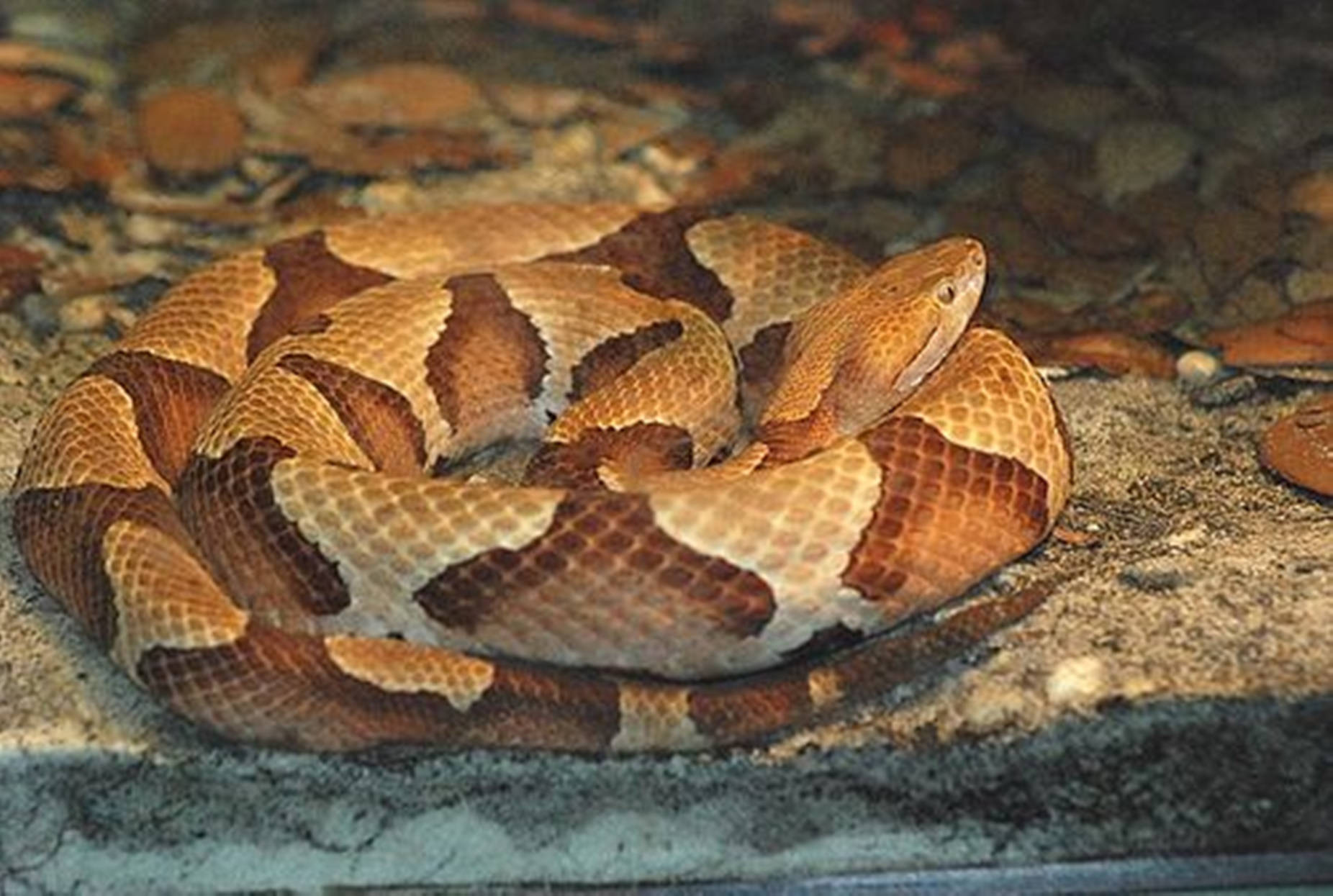 copperhead, osage pit viper, hourglass patterns, HD Desktop Wallpaper