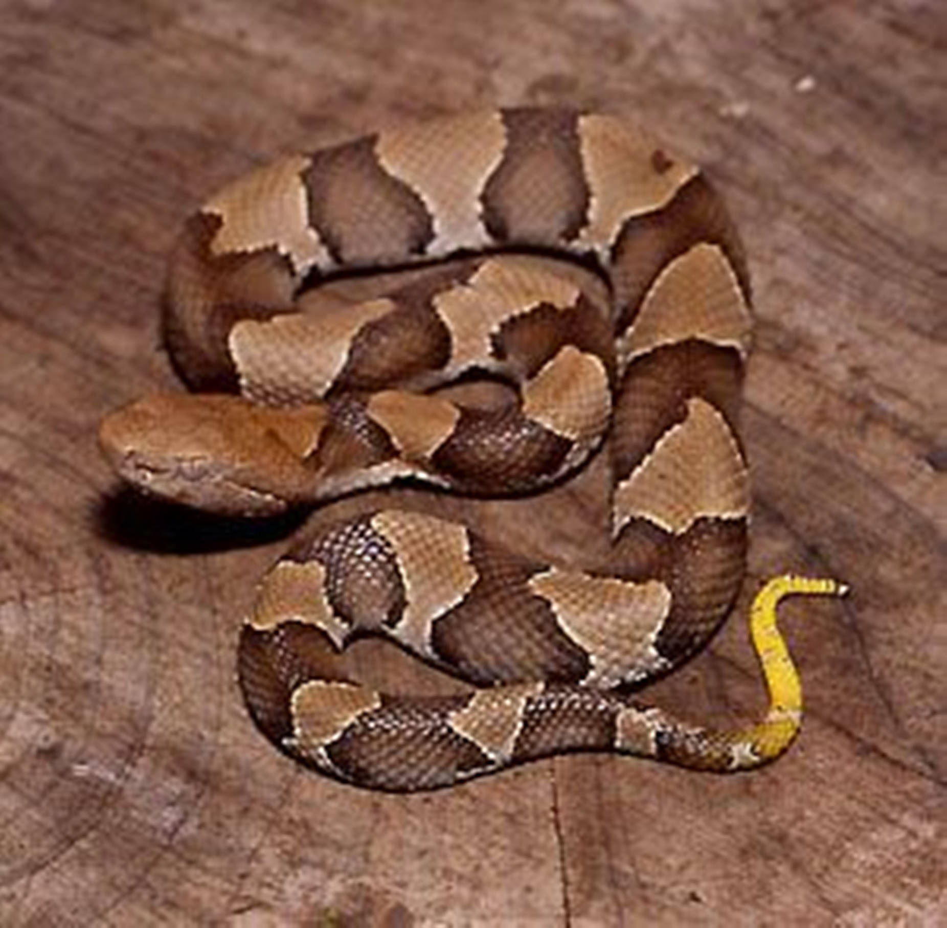 copperhead, yellow tail, weathered wood, HD Desktop Wallpaper