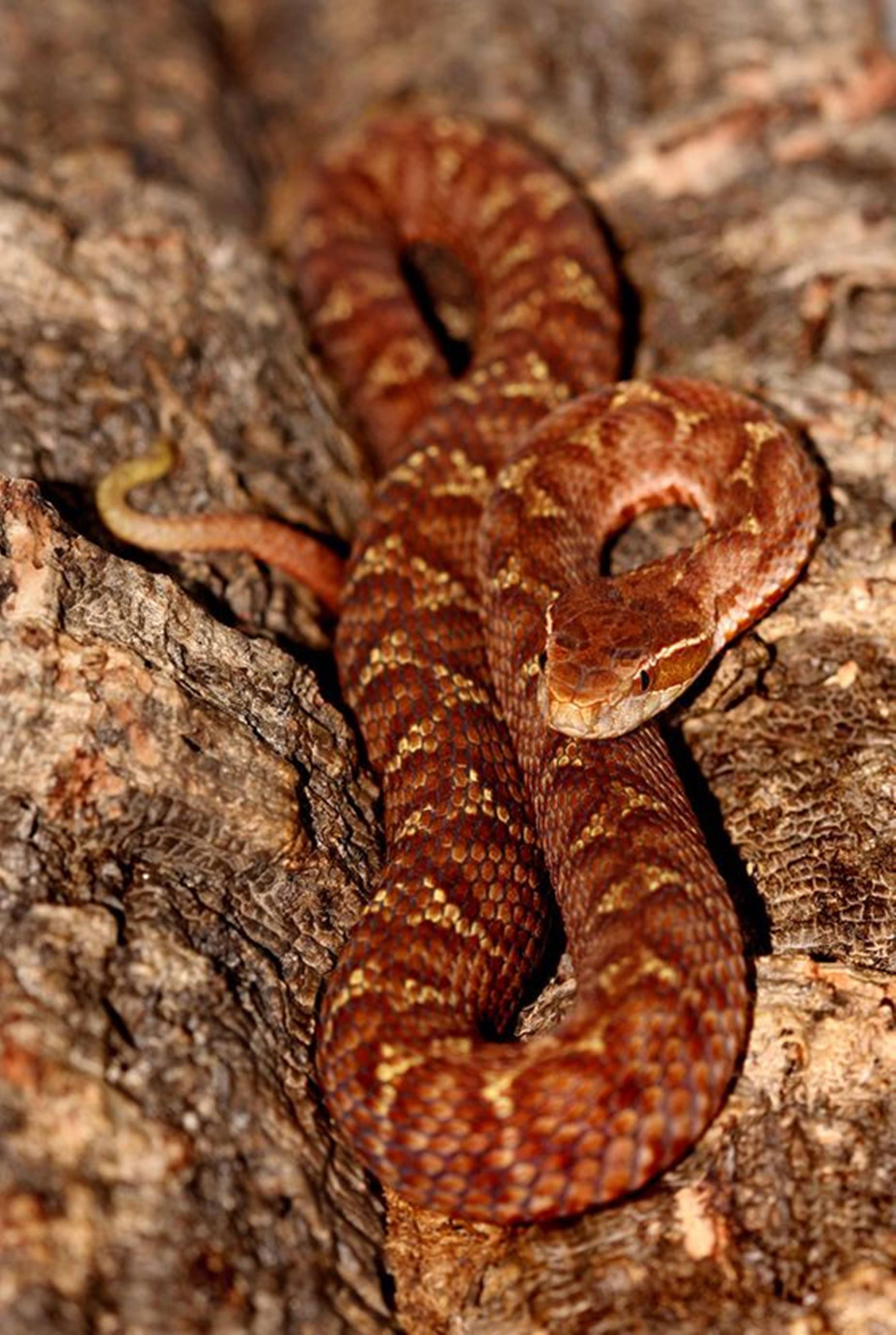 Copperhead, tree, brown snake, 2K Phone Wallpaper