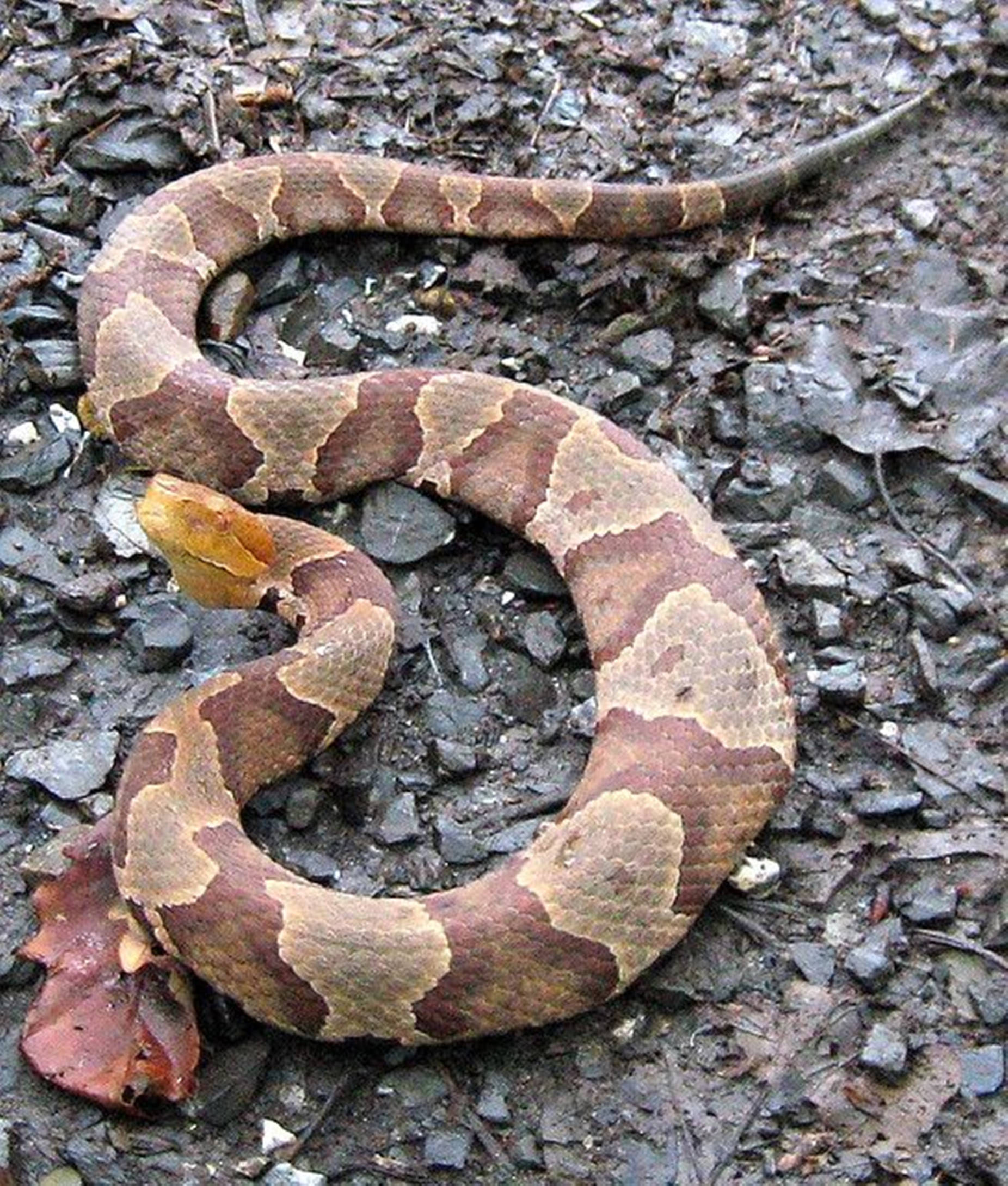 Copperhead, muddy forest ground, wet gravel, Full HD Phone Wallpaper