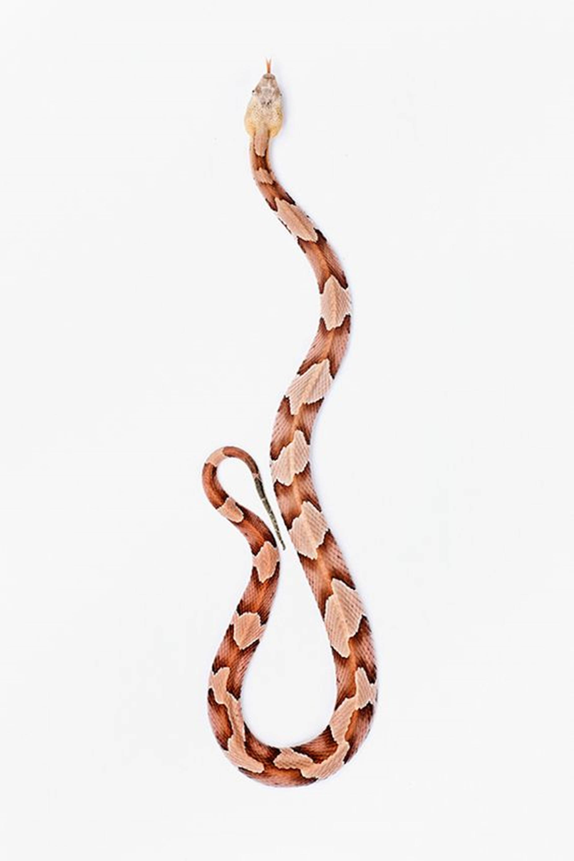 Copperhead, hourglass patterns, long slender body, 2K Phone Wallpaper