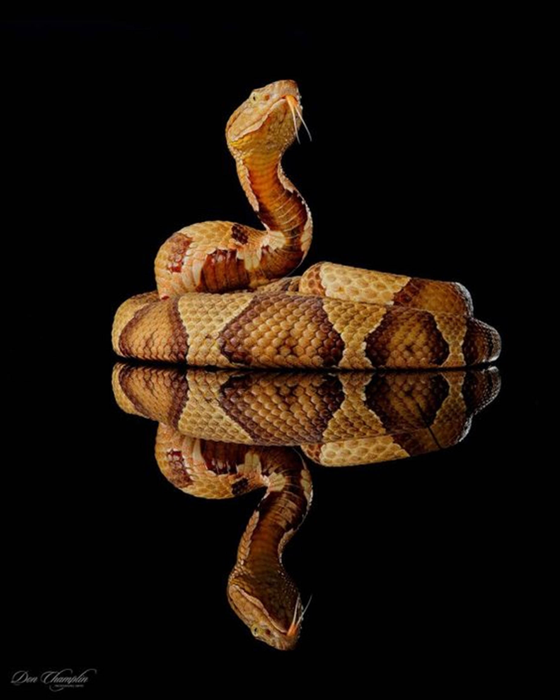 copperhead snake, forked tongue, black background, Full HD Phone Wallpaper