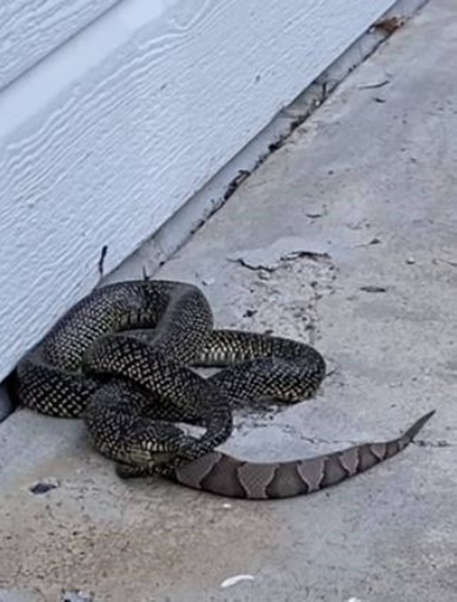 copperhead snake, speckled kingsnake, hourglass patterns, Full HD Phone Wallpaper